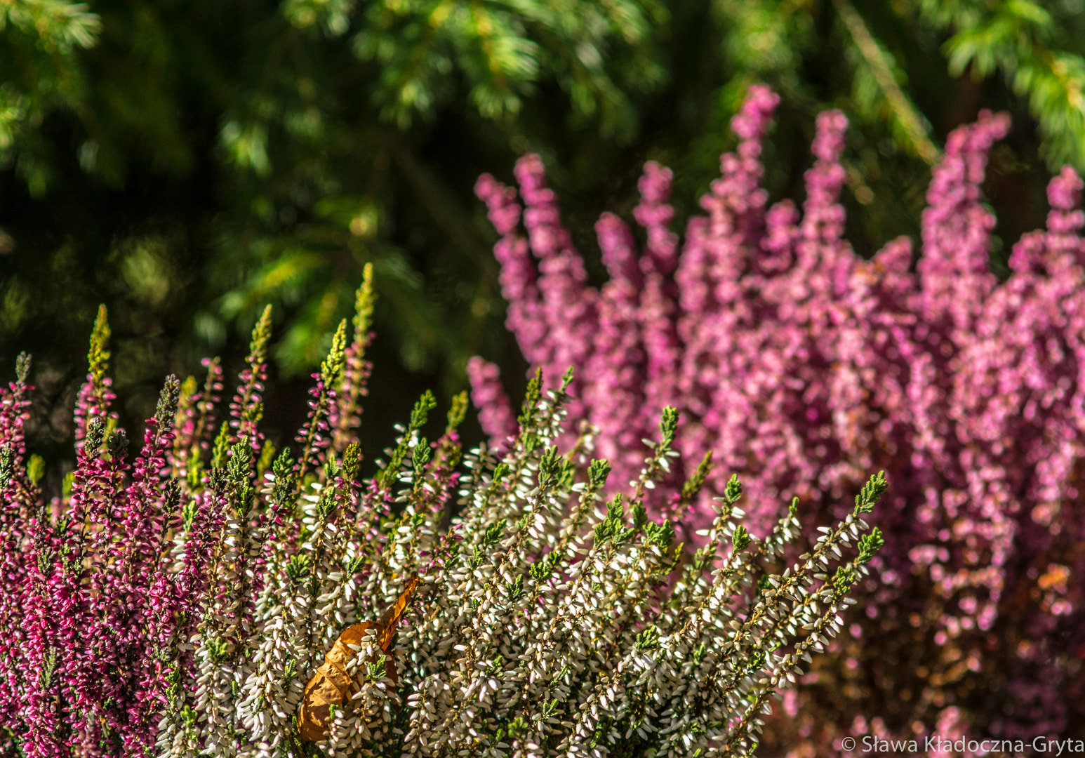 Nikon D7100 + AF Zoom-Nikkor 70-210mm f/4 sample photo. Flowers photography