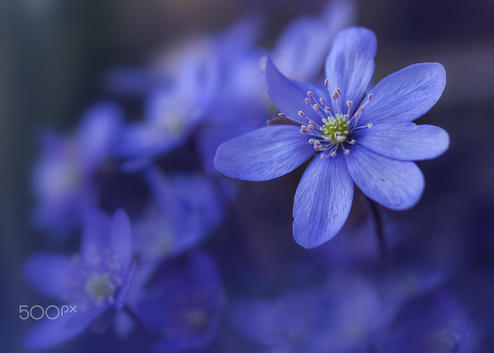 OLYMPUS 50mm Lens sample photo. My dreams are blue... photography