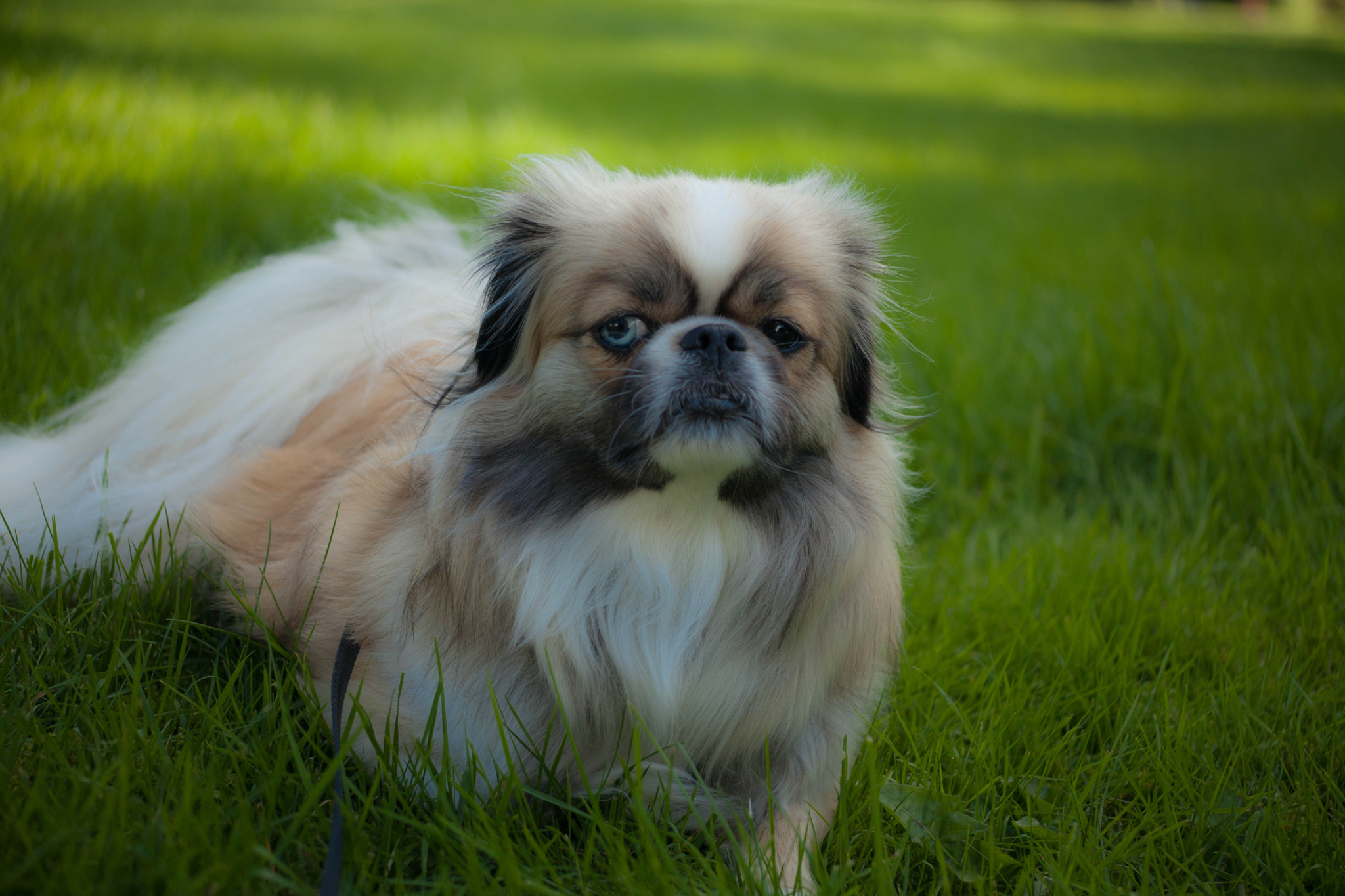 Canon EF 55-200mm f/4.5-5.6 sample photo. Tibby photography