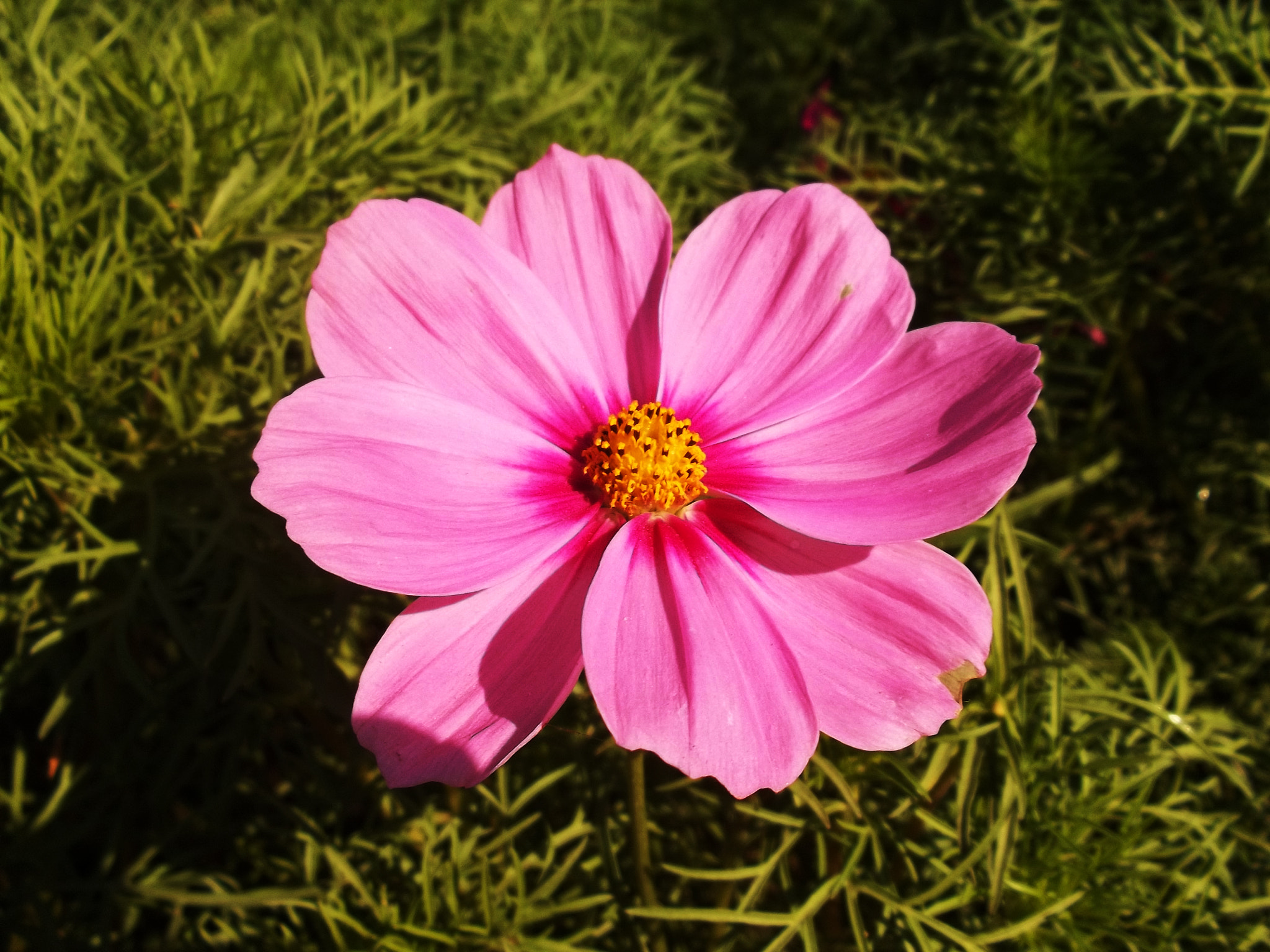 Kodak EASYSHARE M531 DIGITAL CAMERA sample photo. F photography