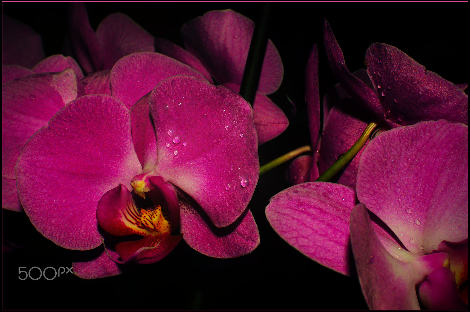 Nikon D7000 + AF-S Nikkor 35mm f/1.8G sample photo. Pink at home photography