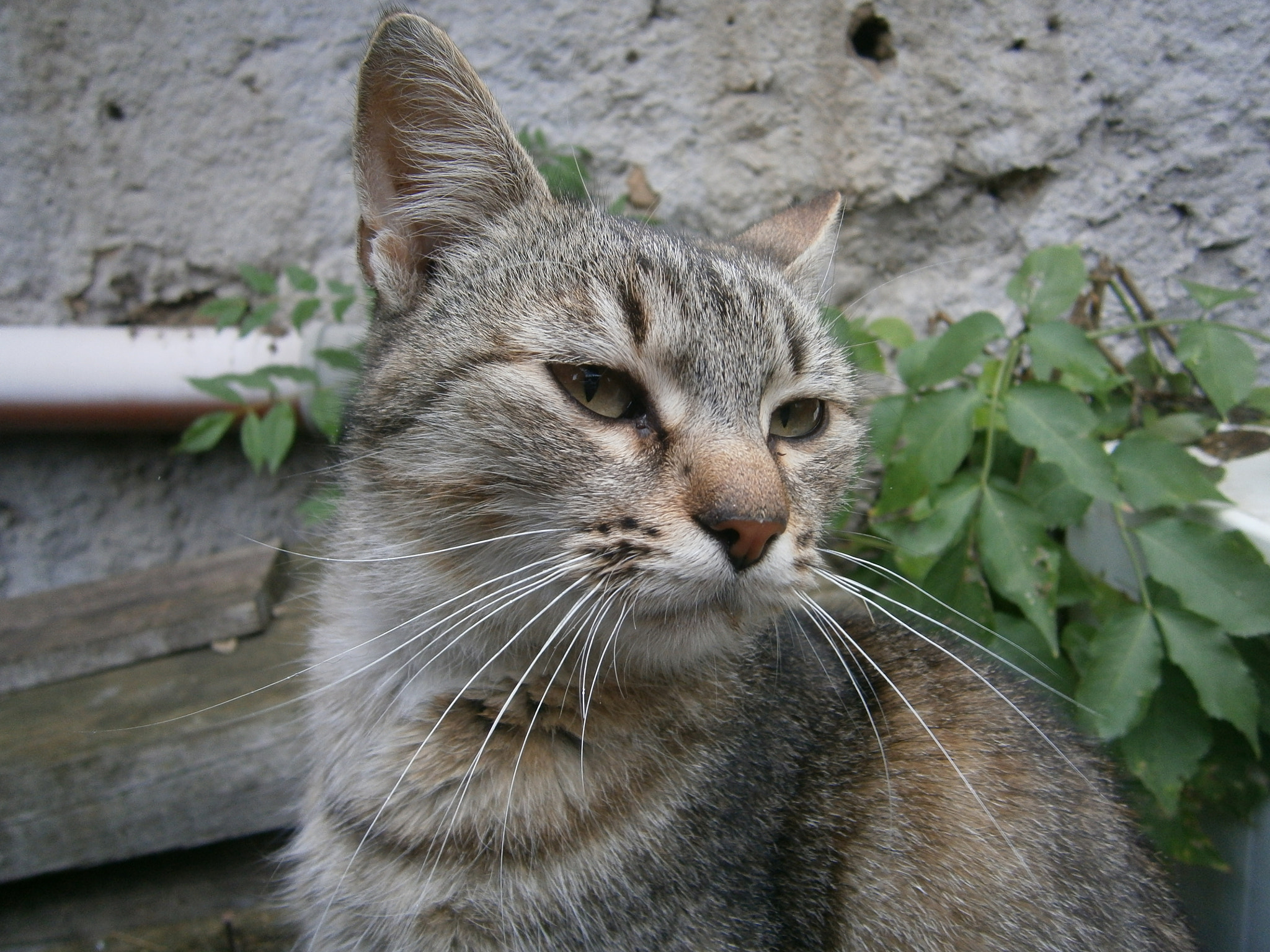 Olympus VG120,D705 sample photo. Cat lady photography