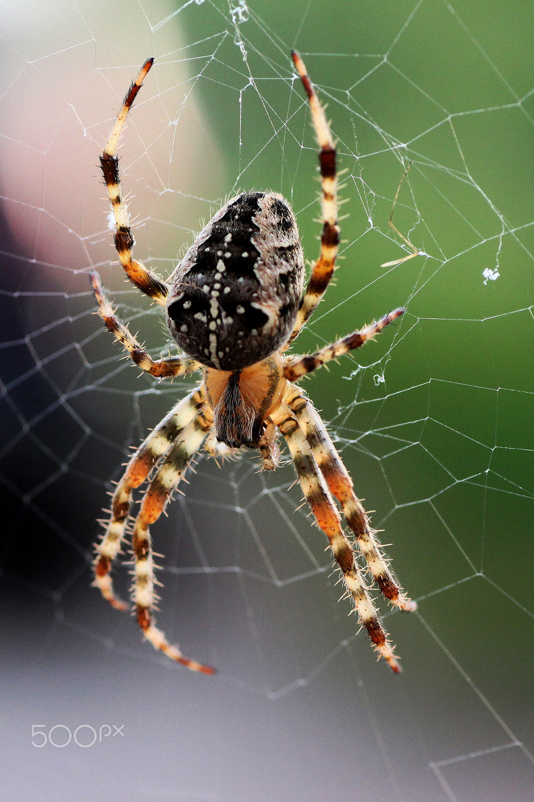 Canon EOS 500D (EOS Rebel T1i / EOS Kiss X3) + Tamron SP AF 90mm F2.8 Di Macro sample photo. Spider photography