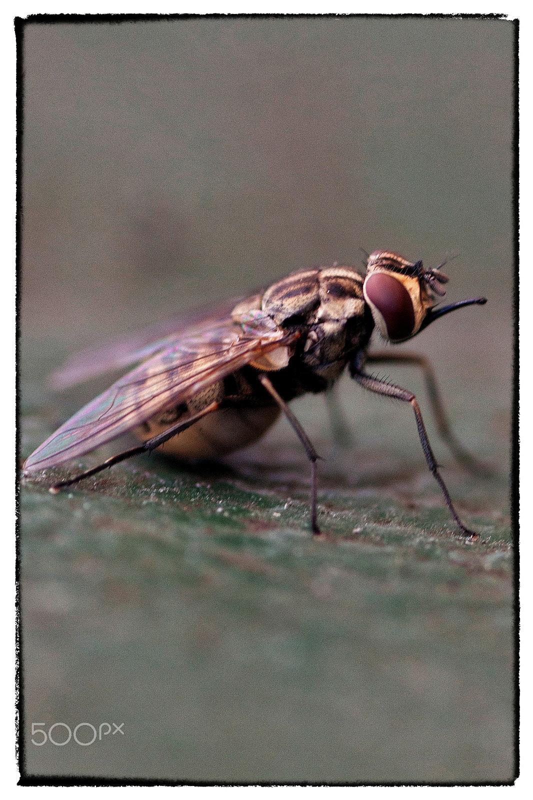 Canon EOS 500D (EOS Rebel T1i / EOS Kiss X3) + Tamron SP AF 90mm F2.8 Di Macro sample photo. Fly photography