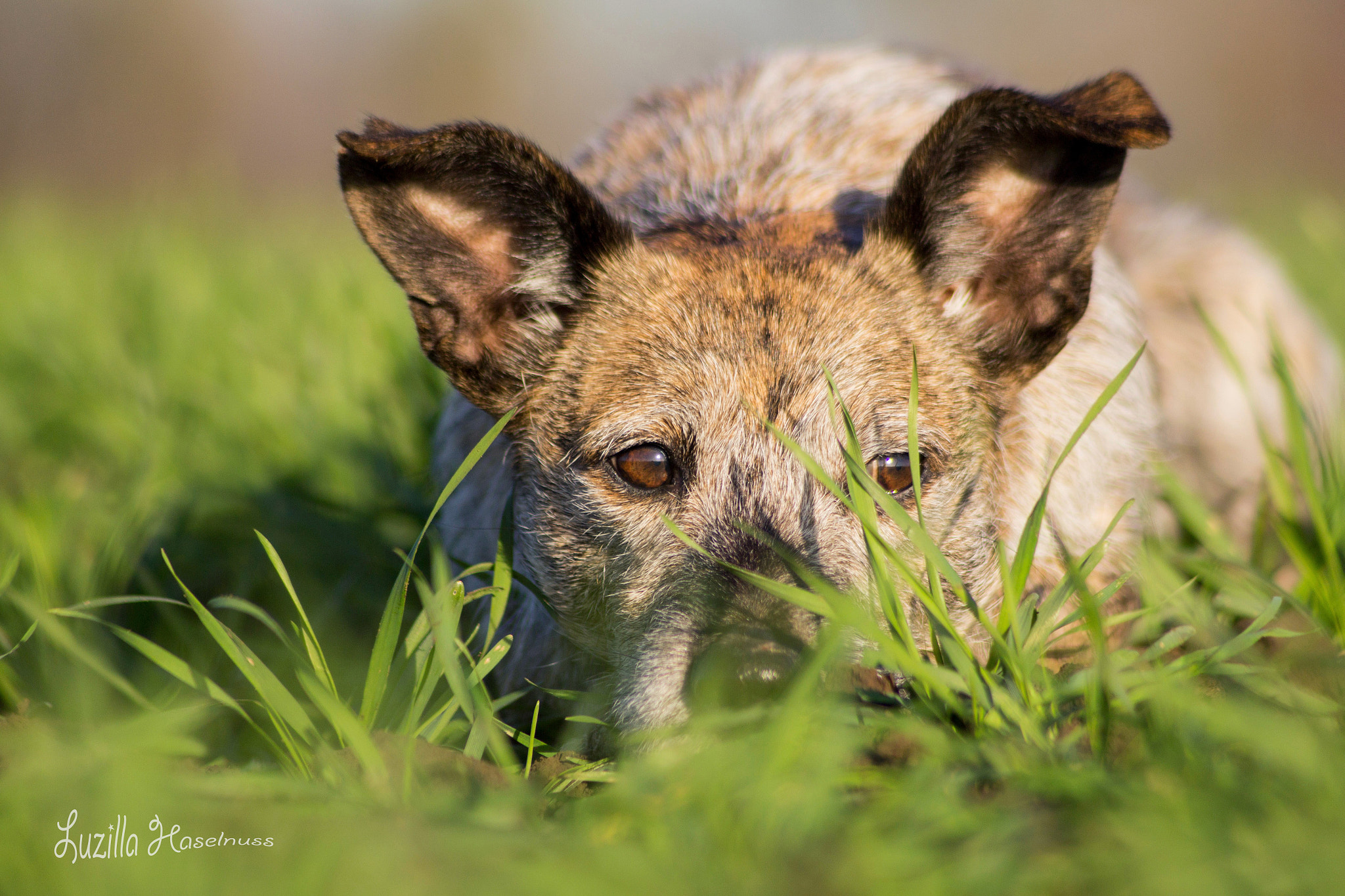 Canon EF 70-210mm f/3.5-4.5 USM sample photo. Take five photography