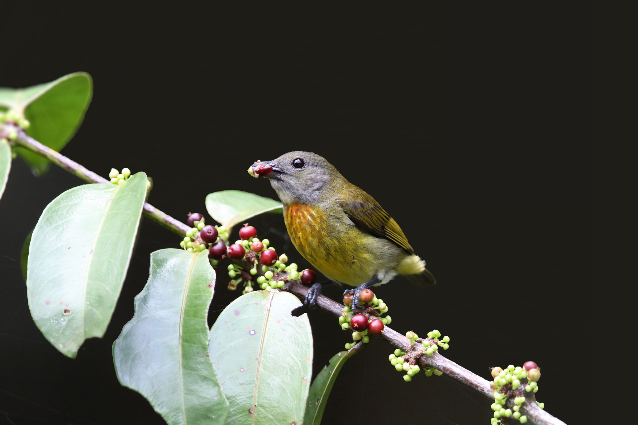 Canon EOS 5DS R + Canon EF 400mm F2.8L IS II USM sample photo. Juvenile scarlet-breasted flowerpecker photography
