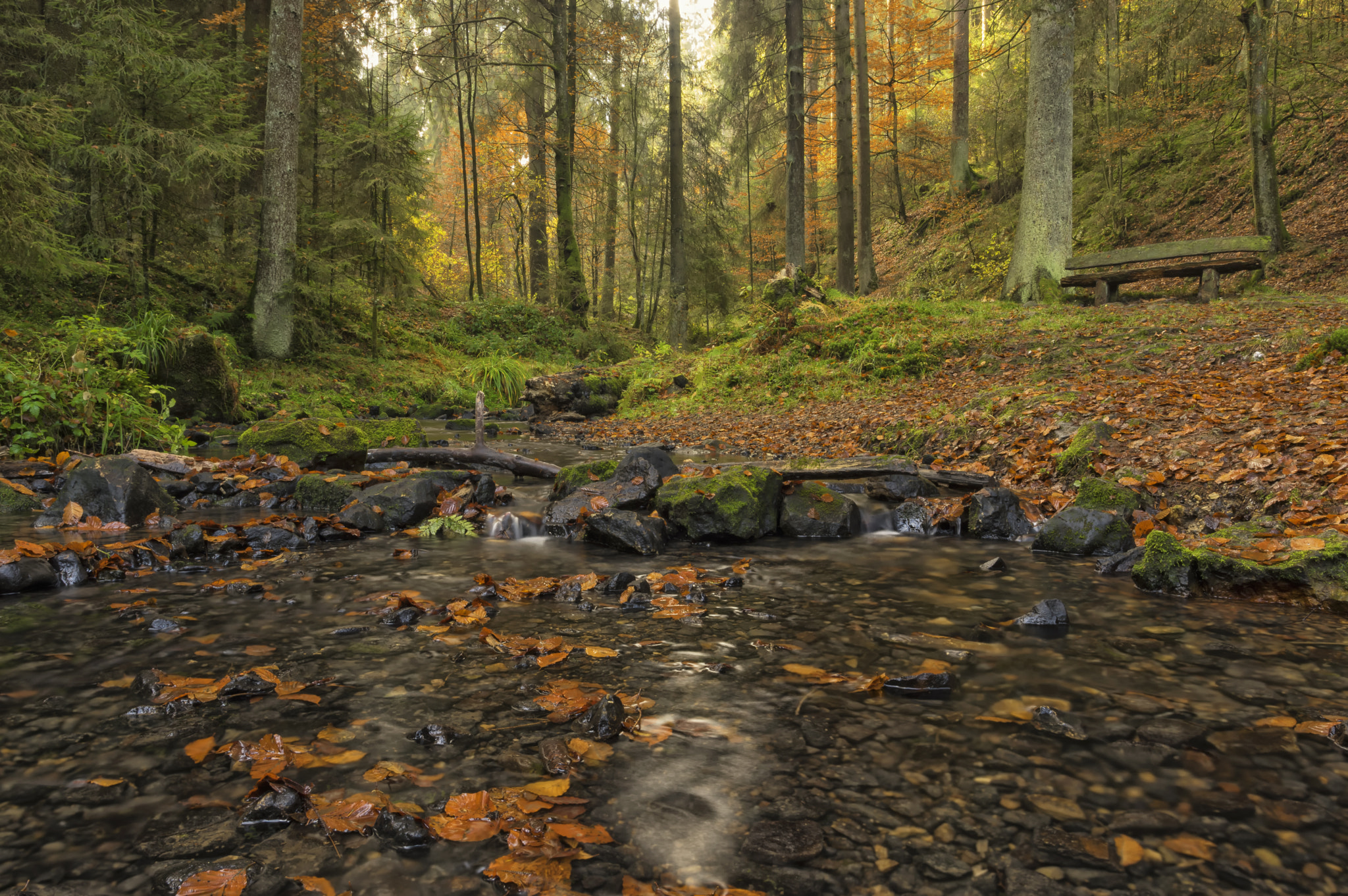 Pentax K-3 II + A Series Lens sample photo. Autumn in the wood photography