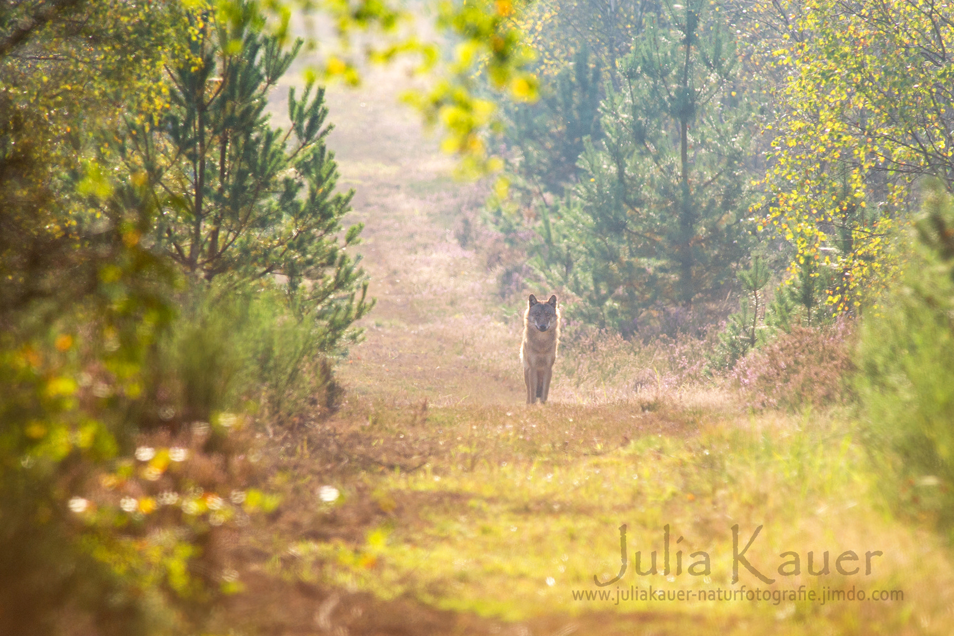 Nikon AF-S Nikkor 300mm F2.8G ED-IF VR sample photo. Ghost in the forest photography