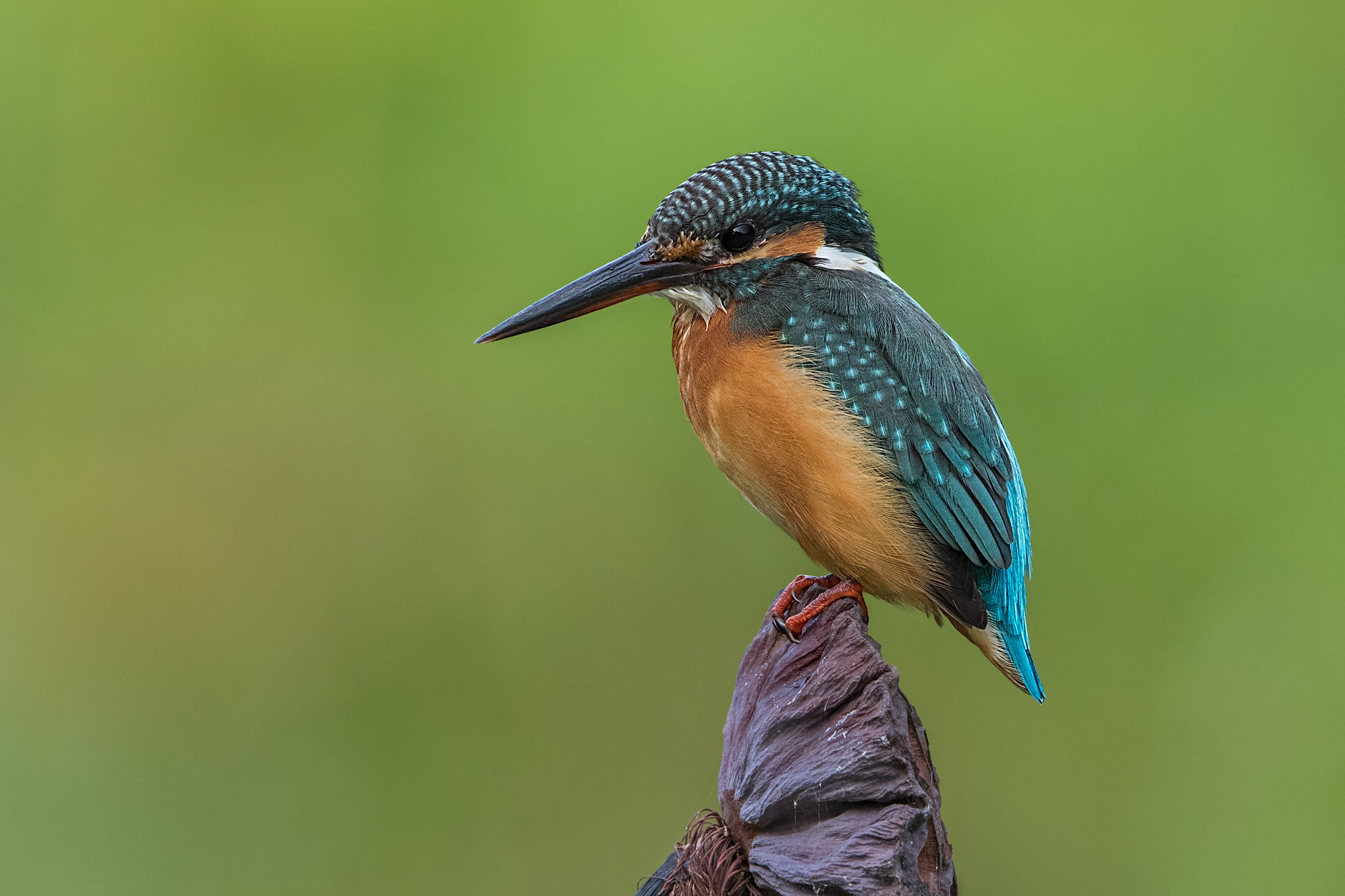Canon EF 400mm F2.8L IS II USM sample photo. Fishing pose! photography
