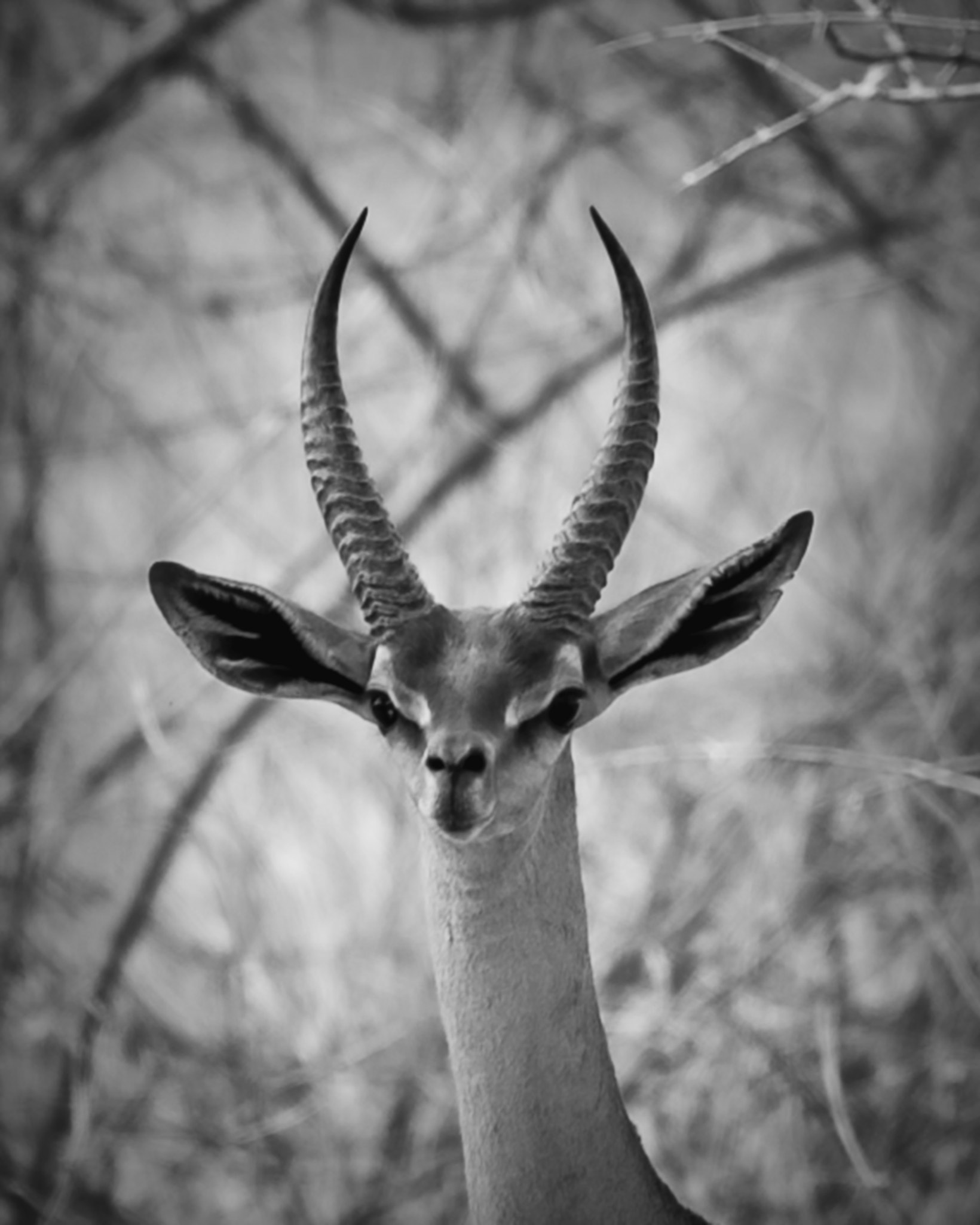 Nikon D3S sample photo. Gerenuk photography