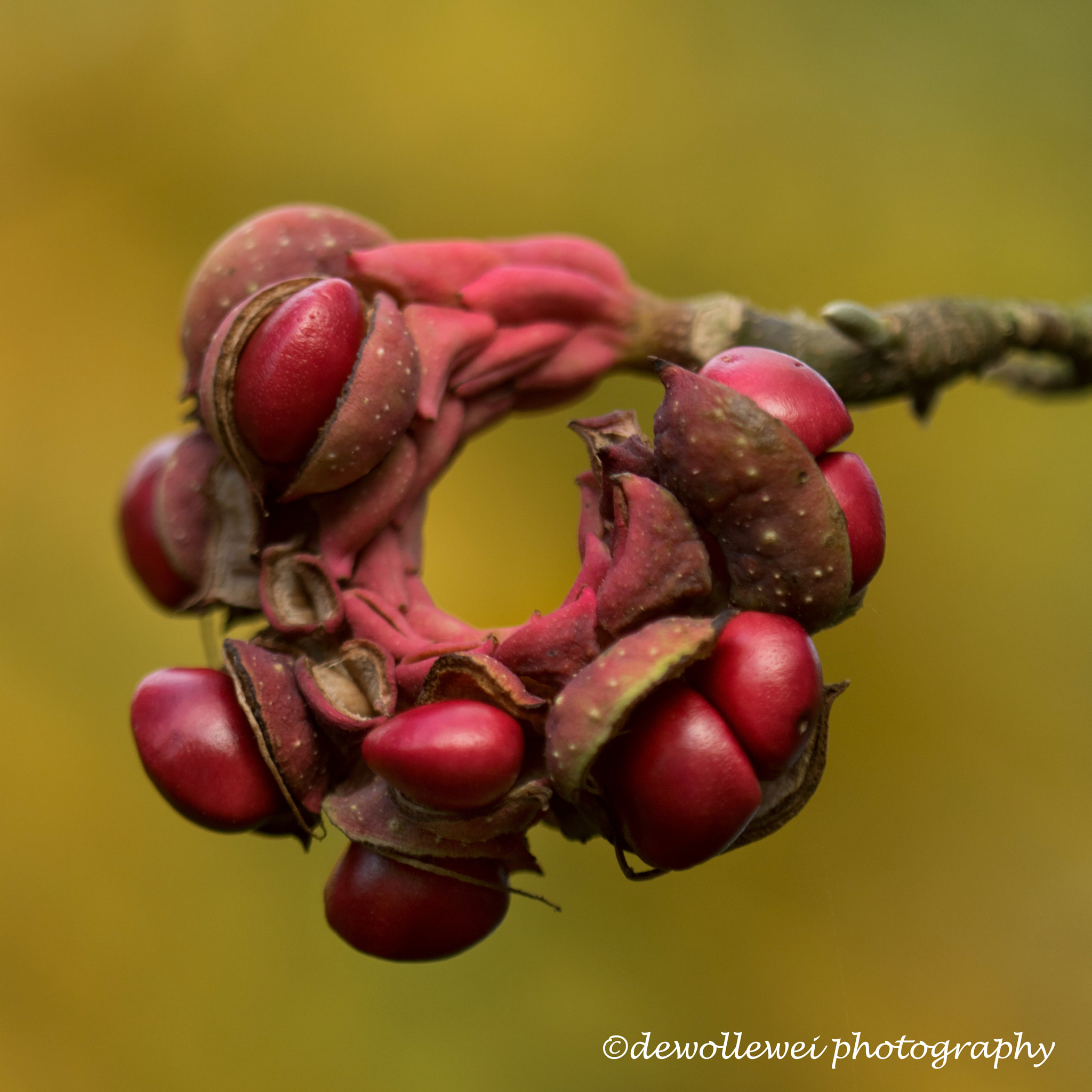 Canon EF 100mm F2.8 Macro USM sample photo. Magnolia seeds photography