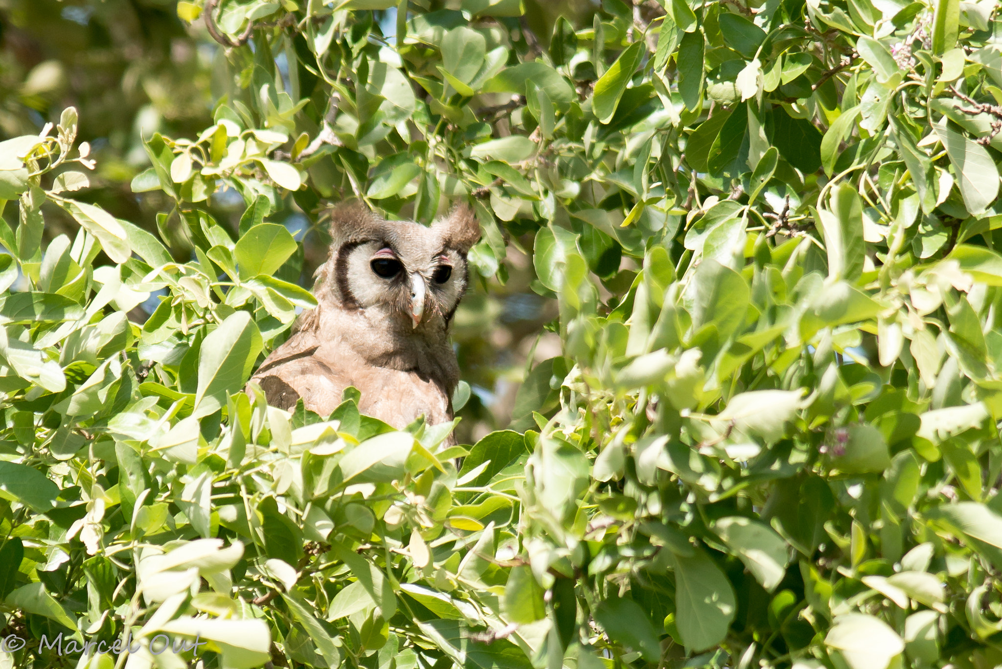 Nikon AF-S Nikkor 300mm F2.8G ED VR II sample photo. Verraux' eagle owl photography