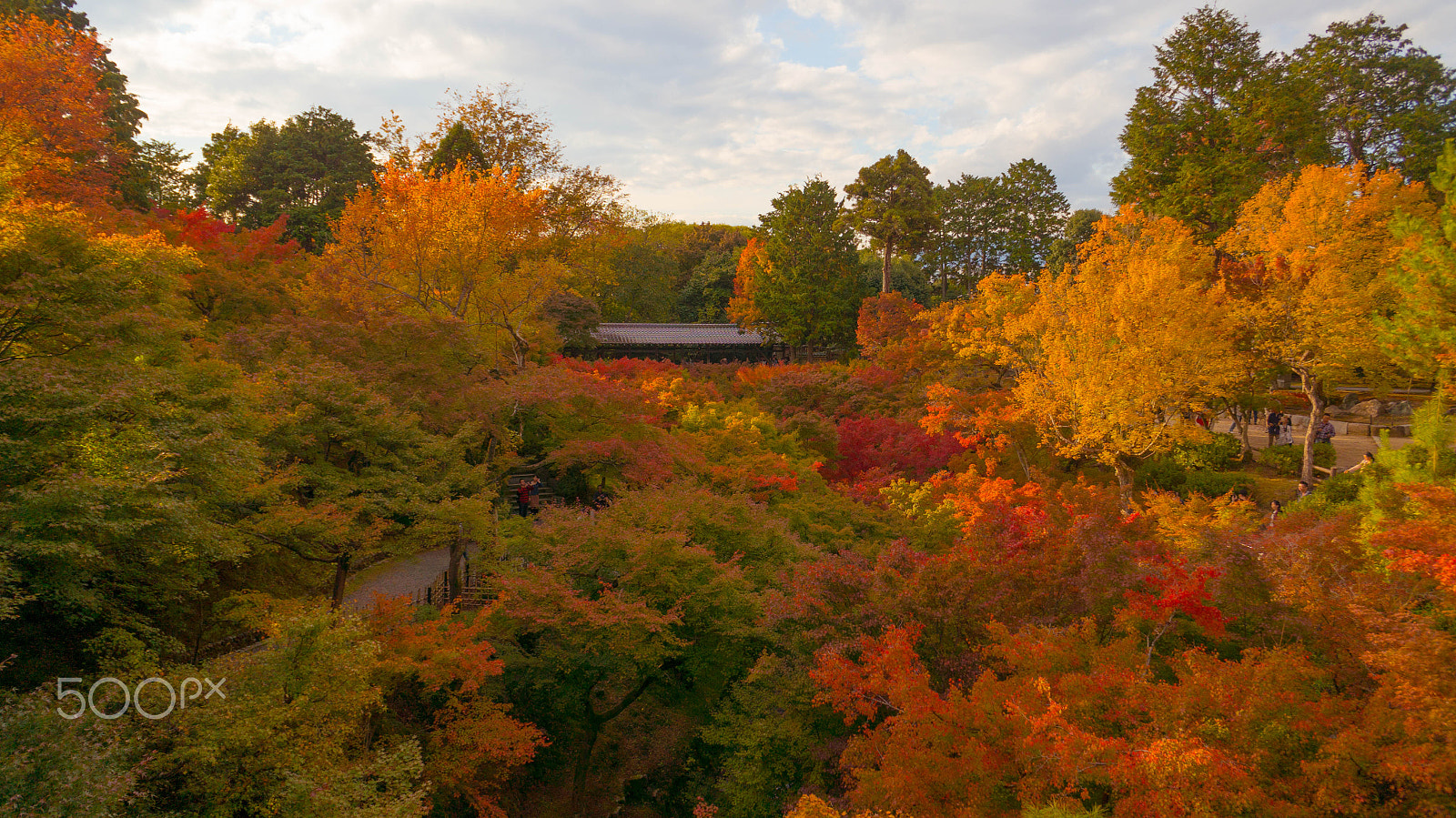 Sony Alpha NEX-5R + Sony E 16mm F2.8 sample photo. Sunburned autumn photography