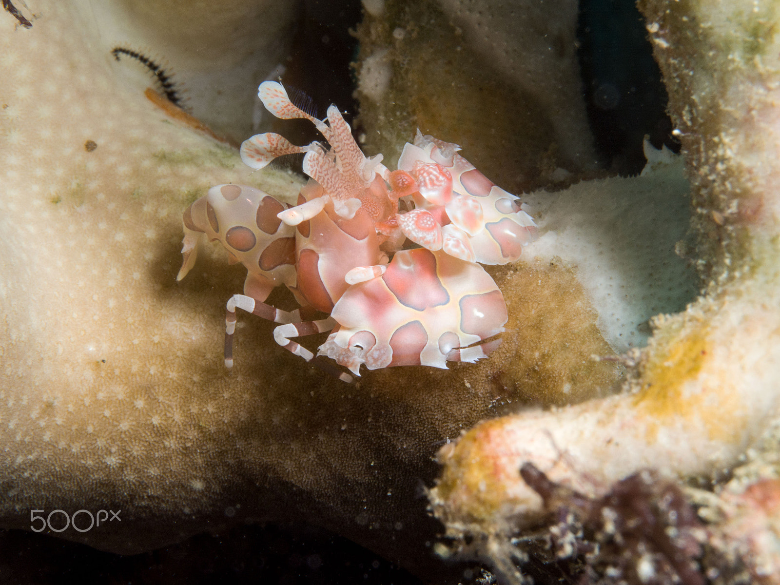 Panasonic Leica DG Macro-Elmarit 45mm F2.8 ASPH OIS sample photo. Harlekin shrimp photography