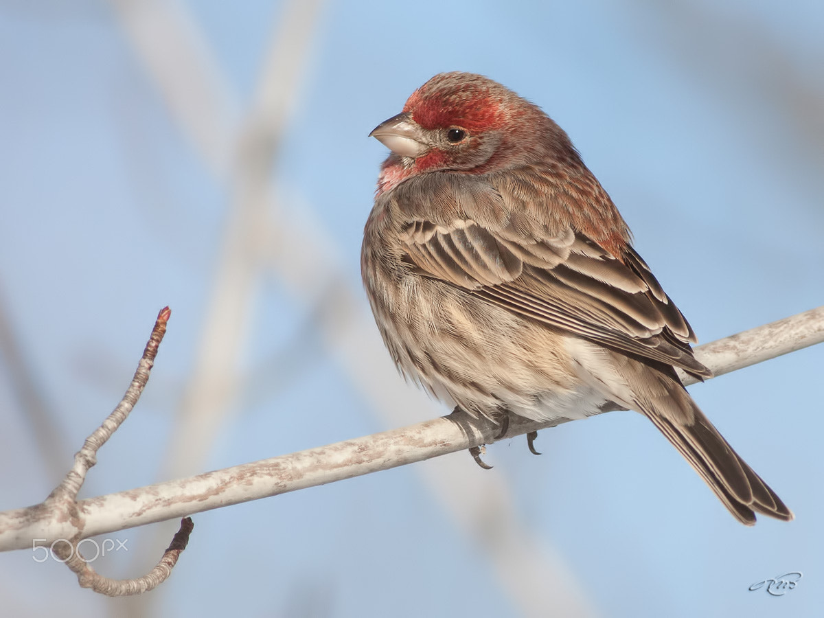 Canon EOS 40D + Canon EF 400mm F5.6L USM sample photo. Common finch photography