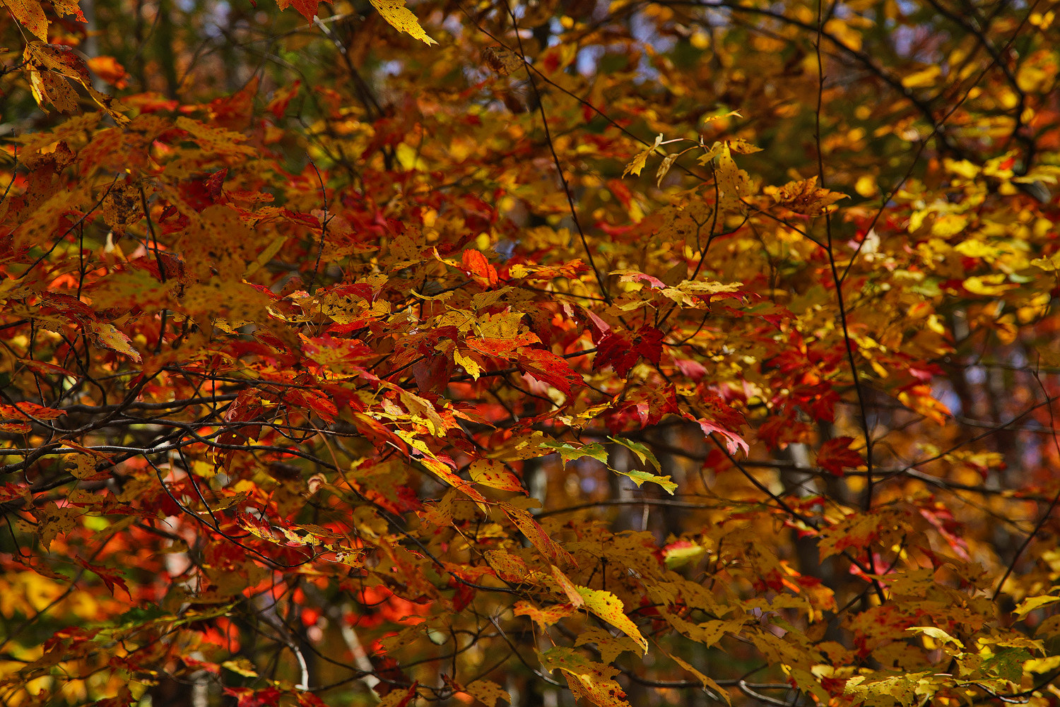 24-105mm F4 G SSM OSS sample photo. Light play photography
