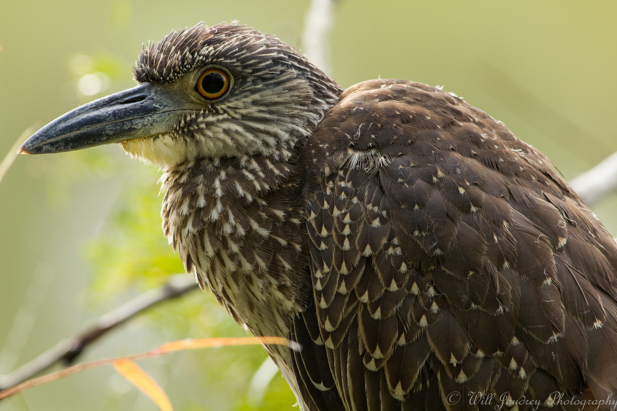 Canon EOS 550D (EOS Rebel T2i / EOS Kiss X4) + Canon EF 400mm F5.6L USM sample photo. Young black crowned night heron         _mg_3660.jpg photography