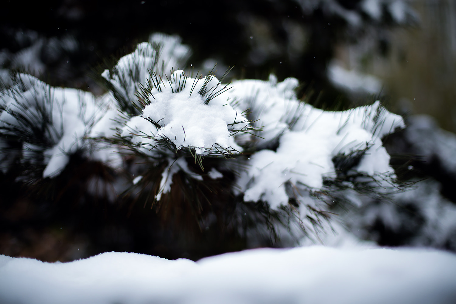 Canon EOS 5DS + Canon EF 50mm F1.4 USM sample photo. Winter comes_2.jpg photography