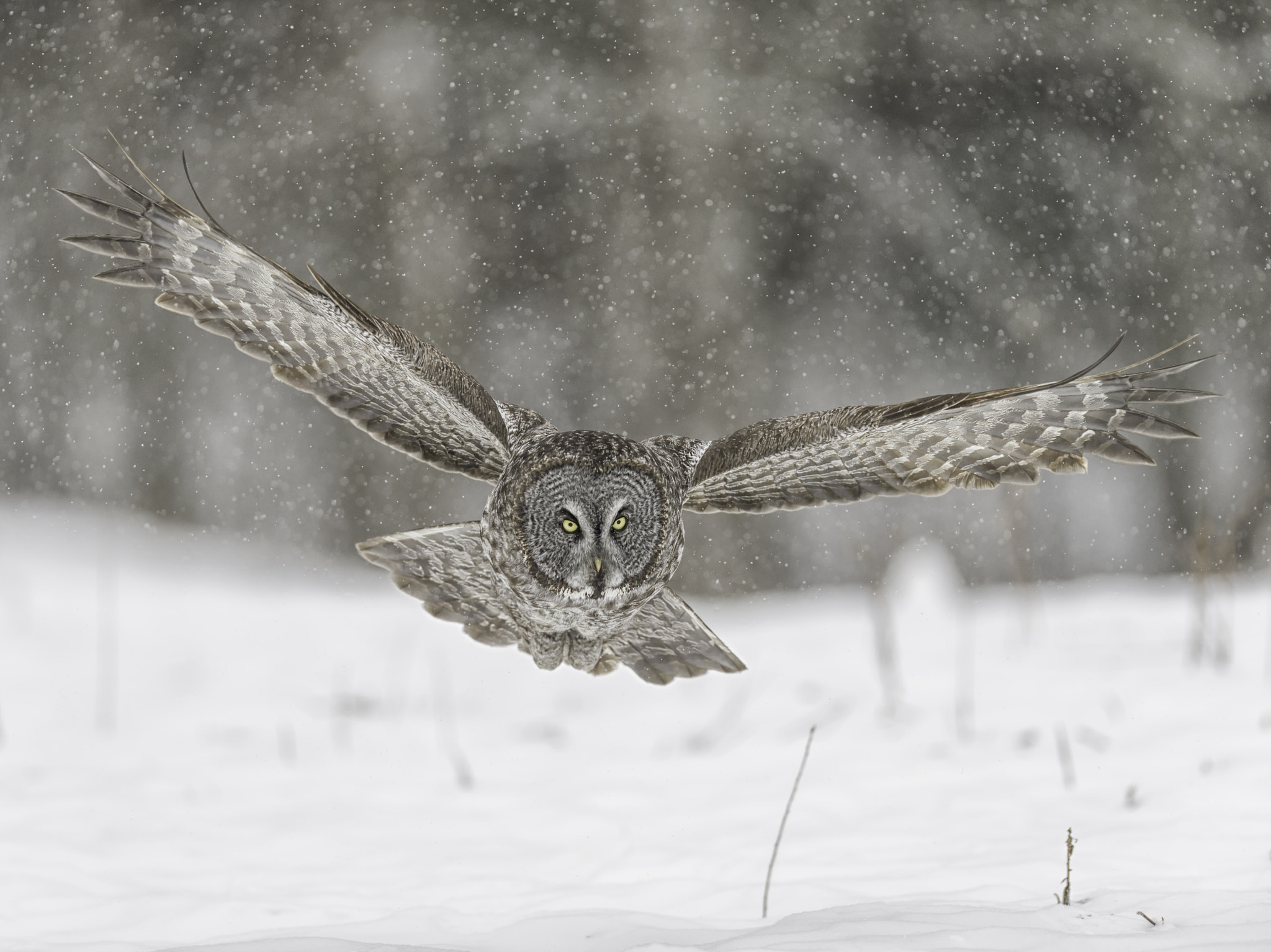 Nikon AF-S Nikkor 400mm F2.8G ED VR II sample photo. The search goes on... photography