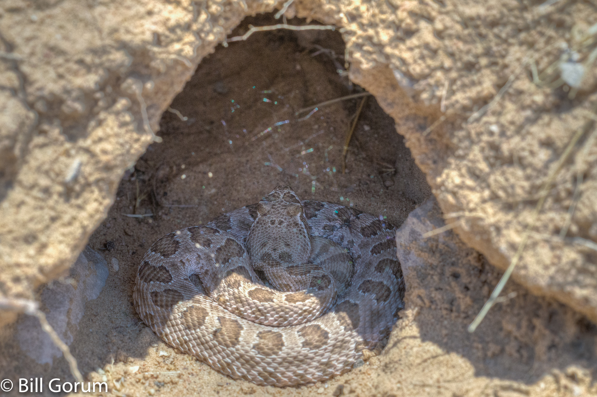 Sigma 150mm F2.8 EX DG Macro HSM sample photo. Juvenile prairie rattlesnake in an ambush coil. photography