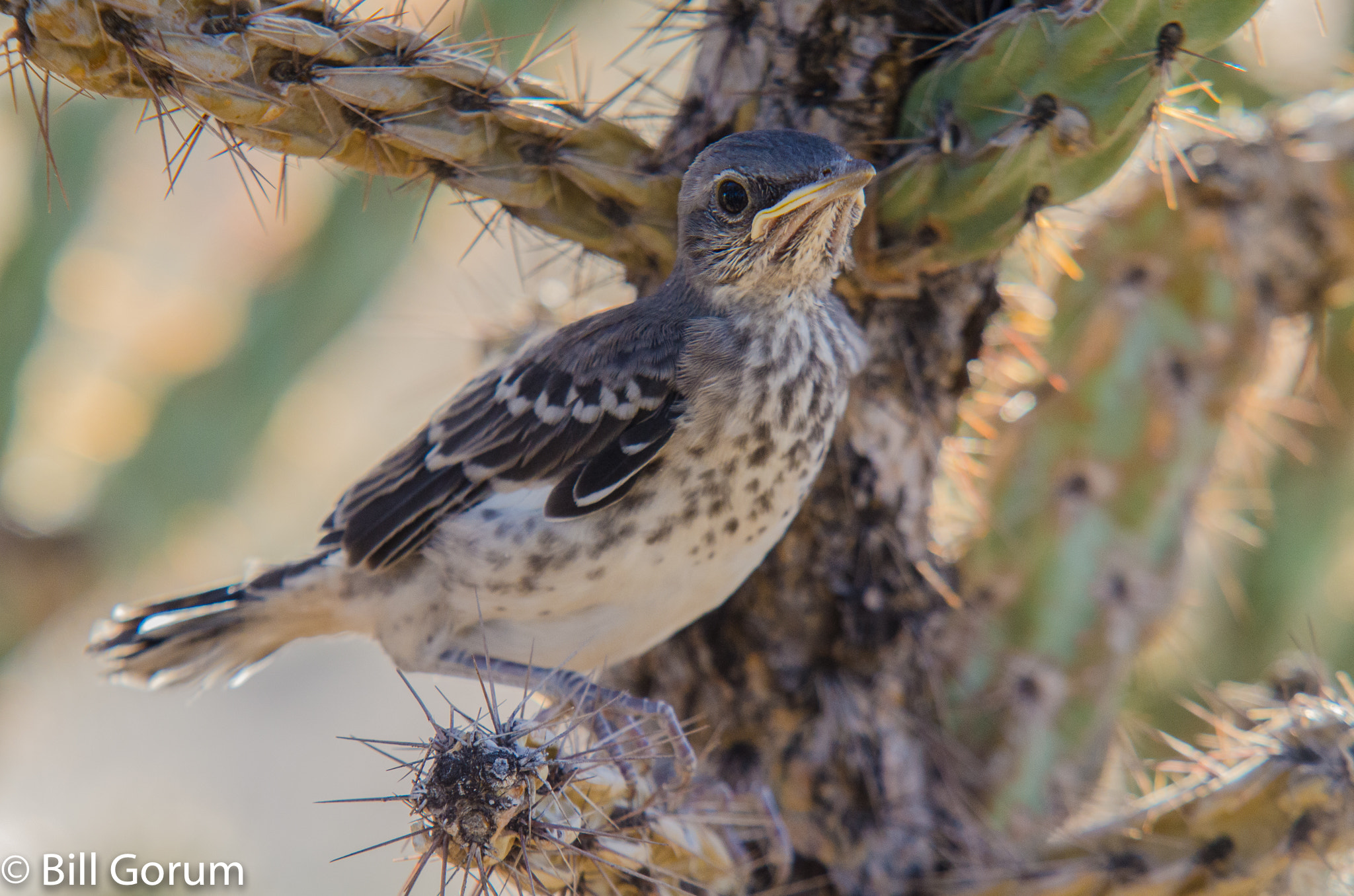 Sigma APO 100-300mm F4 EX IF HSM + 1.4x sample photo. Fledgling northern mockingbird in a tree cholla. photography