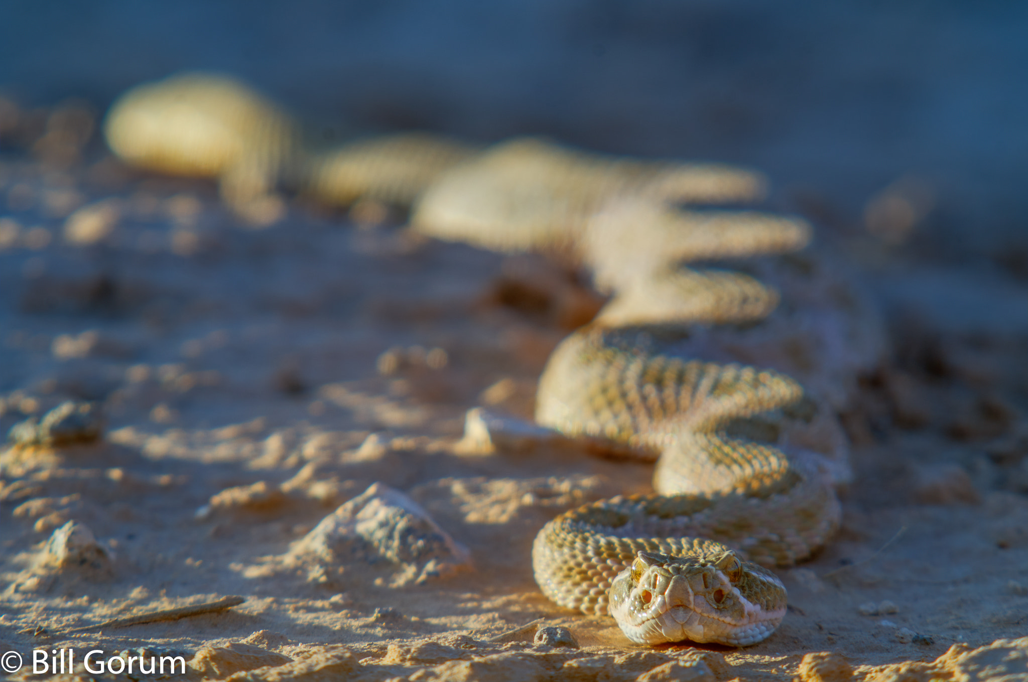 Sigma APO 100-300mm F4 EX IF HSM + 1.4x sample photo. Prairie rattlesnake, (crotalus viridis), crawling. photography