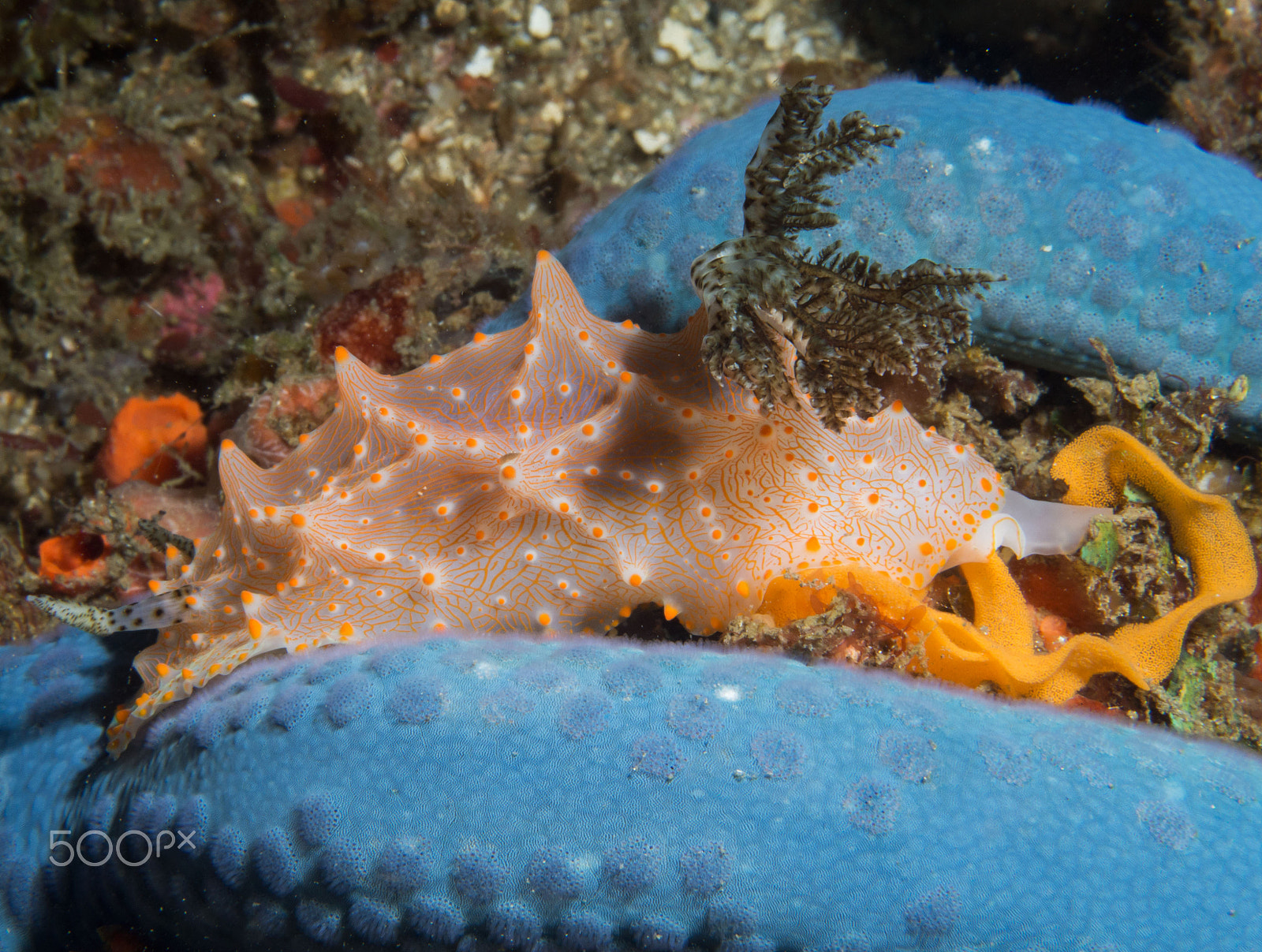 Panasonic Leica DG Macro-Elmarit 45mm F2.8 ASPH OIS sample photo. Nudibranch laying eggs on a blue starfish photography