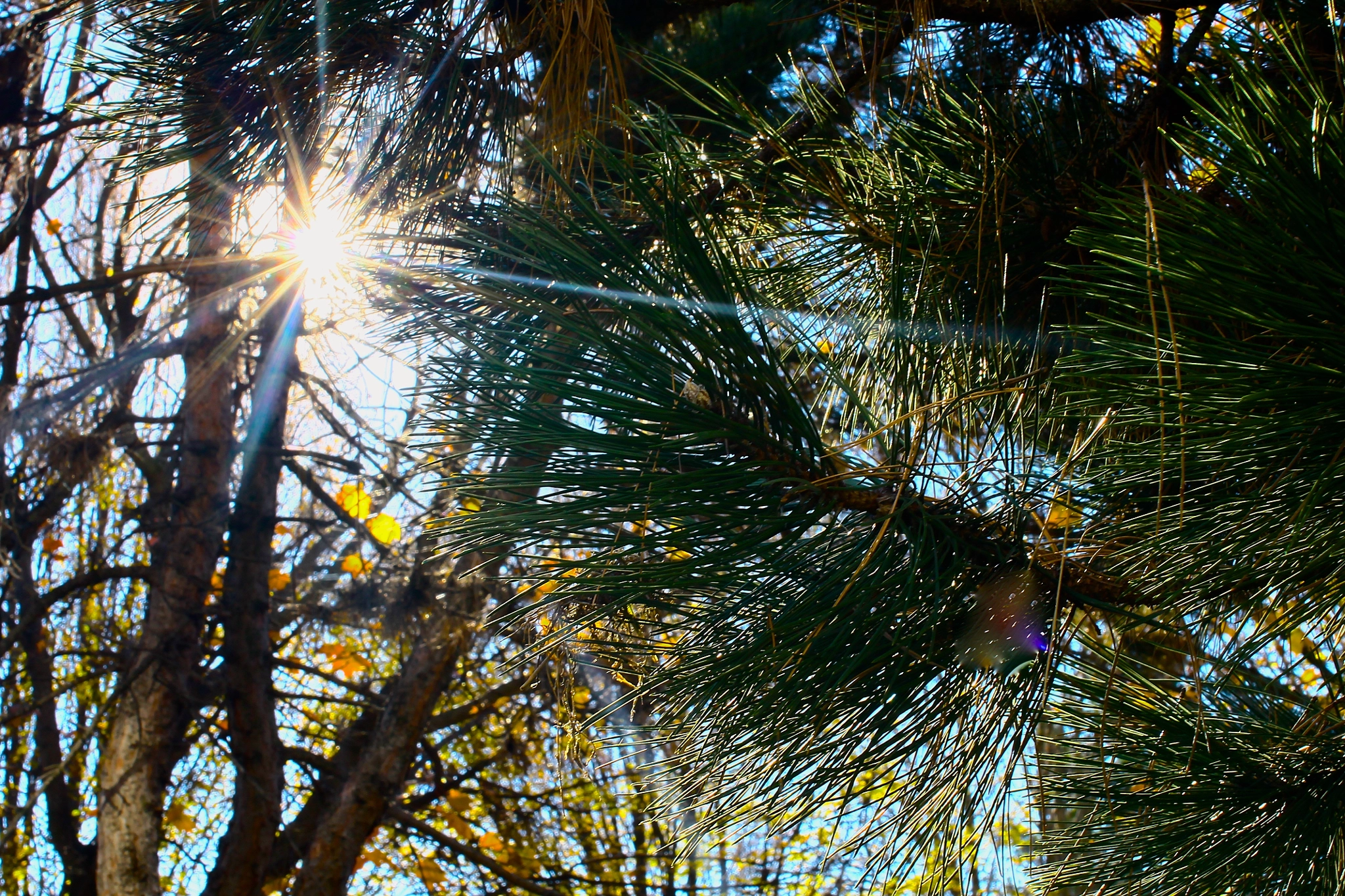 Sigma 50mm F1.4 EX DG HSM sample photo. Forest light photography