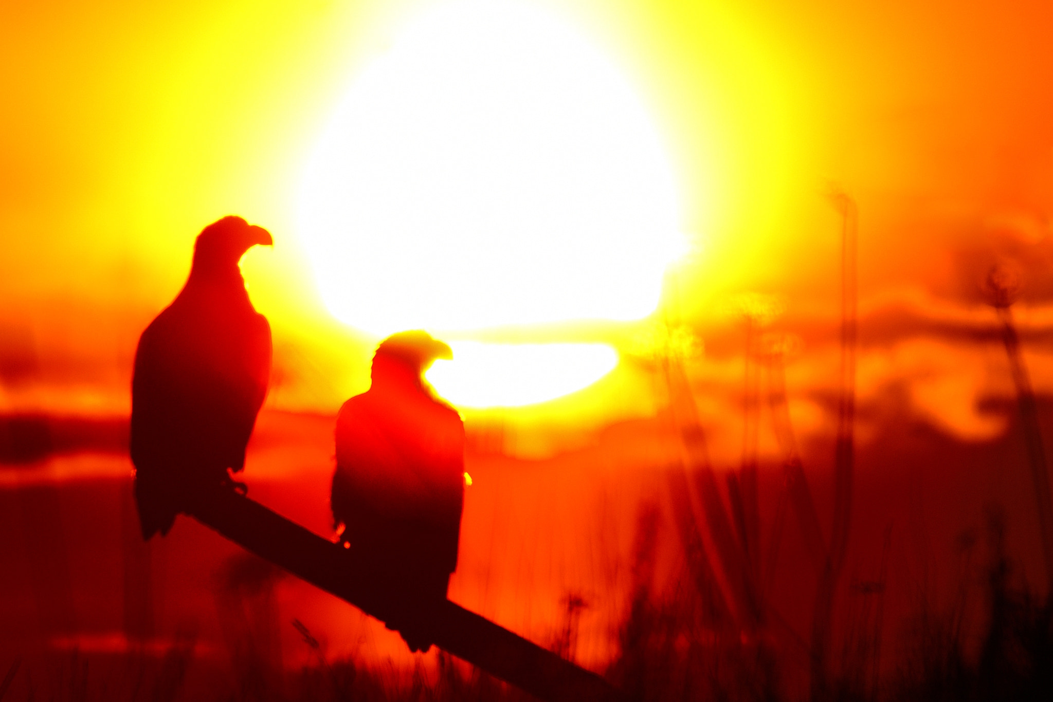 Sigma 120-400mm F4.5-5.6 DG OS HSM sample photo. Pair photography