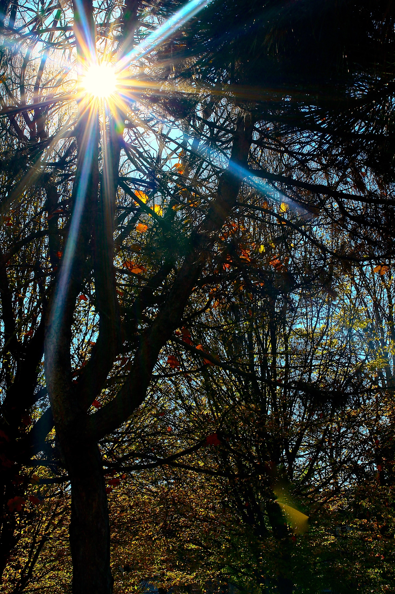 Sigma 50mm F1.4 EX DG HSM sample photo. Colored rays photography