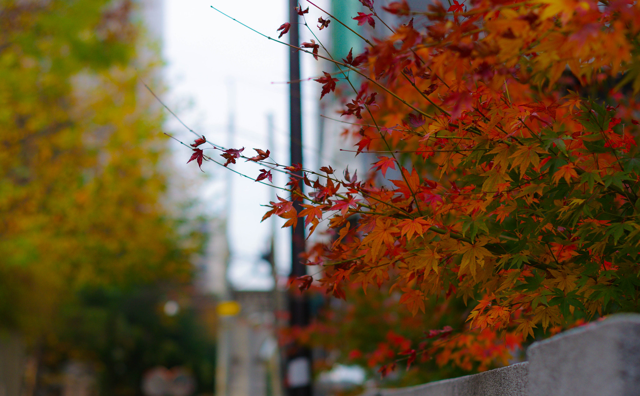 Pentax K-5 II + Pentax smc DA 50mm F1.8 sample photo. End of autumn photography