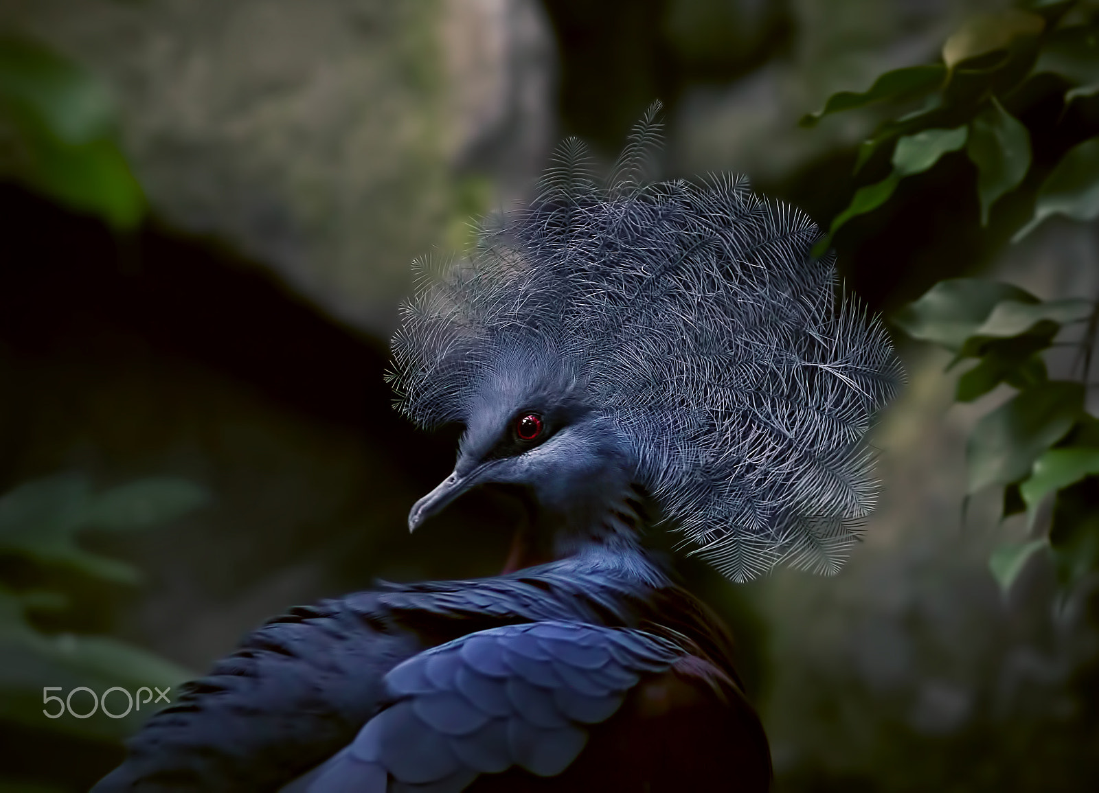 Sony SLT-A58 + Sony 70-400mm F4-5.6 G SSM sample photo. Victoria crowned pigeon photography