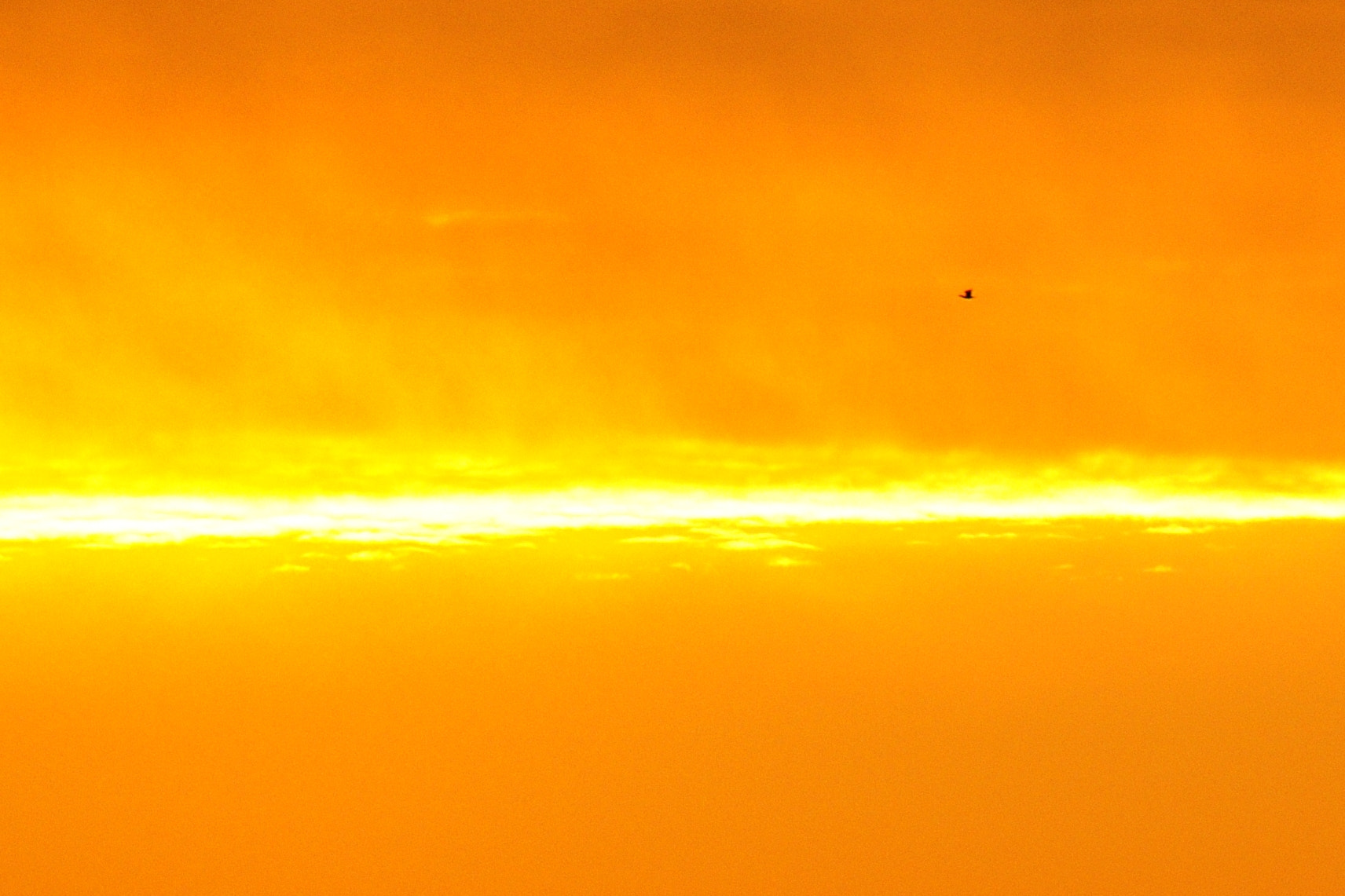 Sigma 120-400mm F4.5-5.6 DG OS HSM sample photo. Morning to be dyed photography