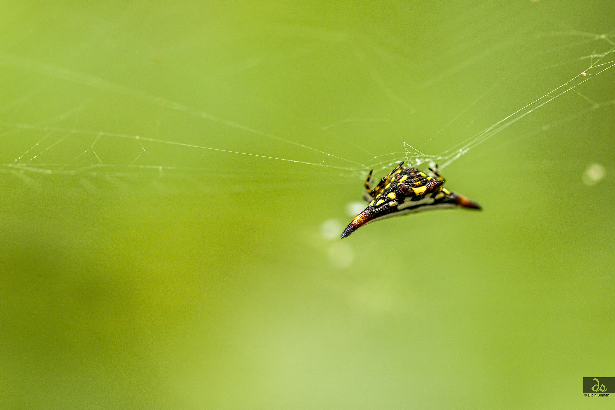 Sigma 105mm F2.8 EX DG OS HSM sample photo. The web designer photography