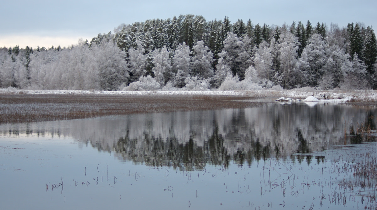 Pentax smc DA 55-300mm F4.0-5.8 ED sample photo. Forest reflection photography