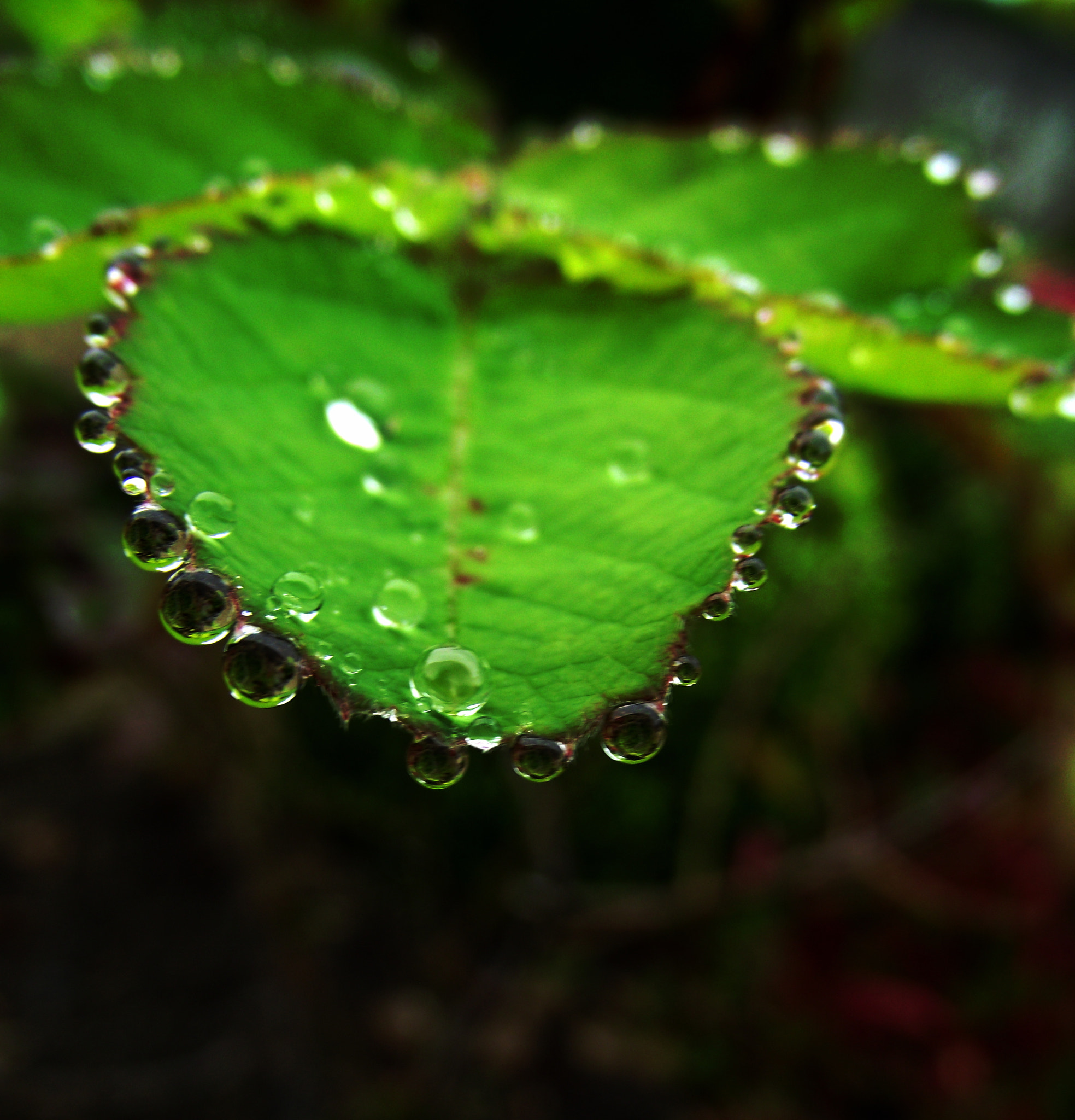 Fujifilm FinePix S2750HD sample photo. Morning dew photography