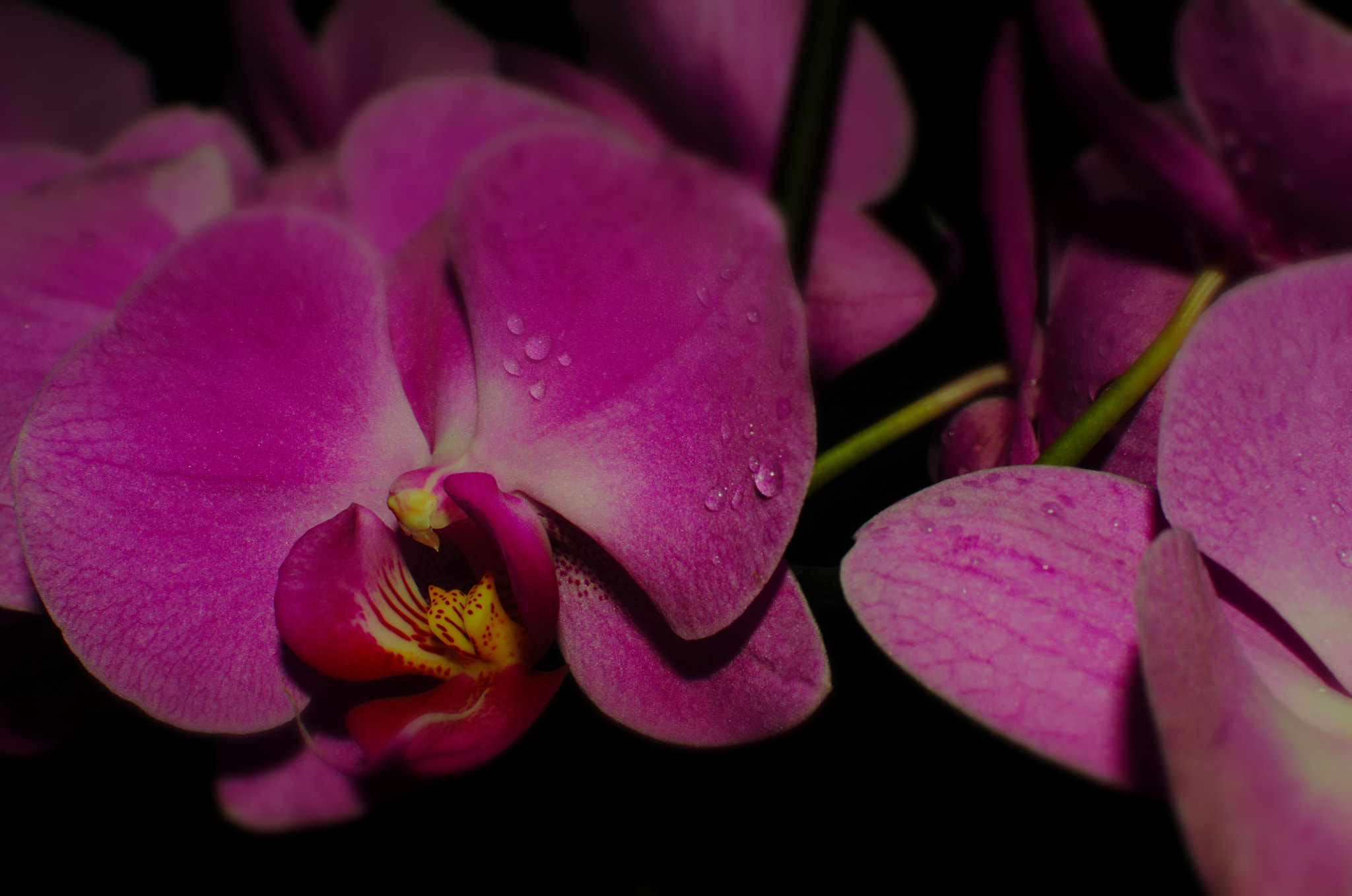 Nikon D7000 + AF-S Nikkor 35mm f/1.8G sample photo. Orchid photography
