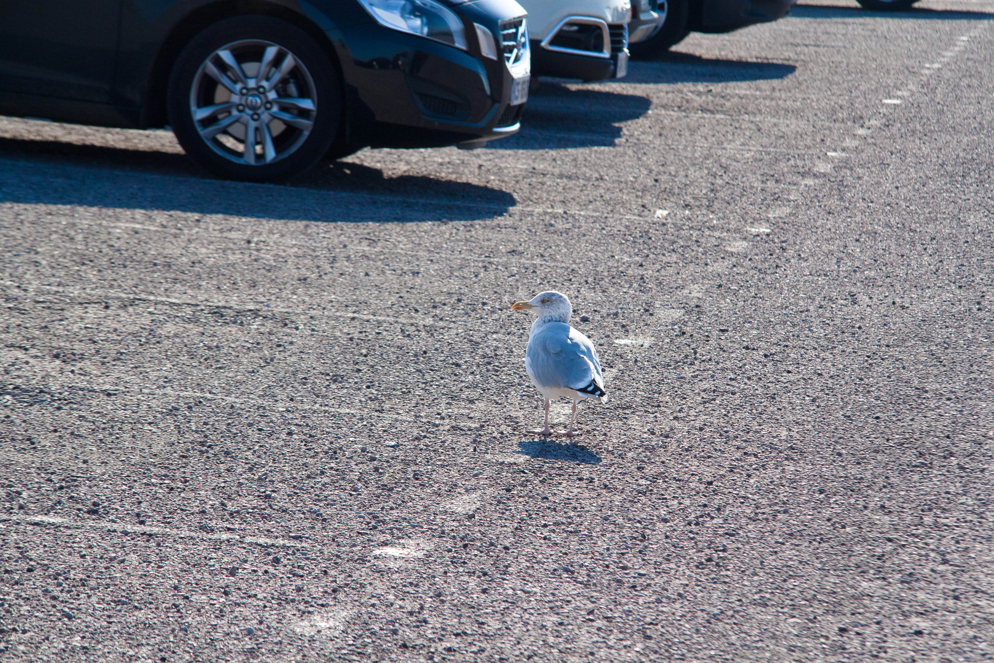 Sigma APO 50-150mm f/2.8 [II] EX DC HSM sample photo. Which direction? photography