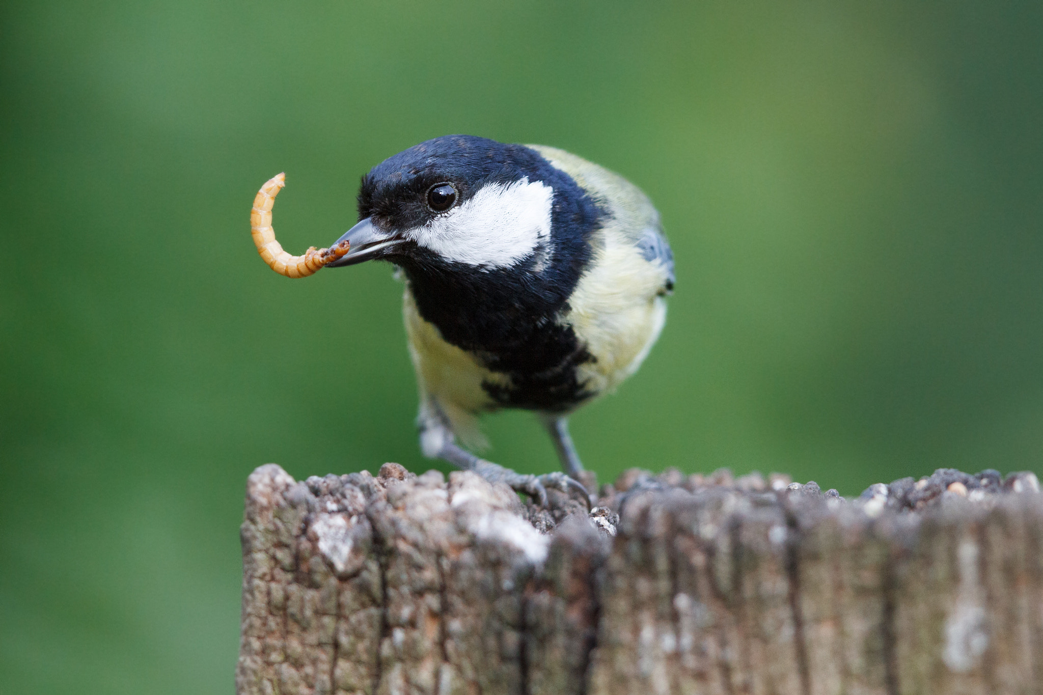Canon EF 500mm F4L IS II USM sample photo. Great tit photography