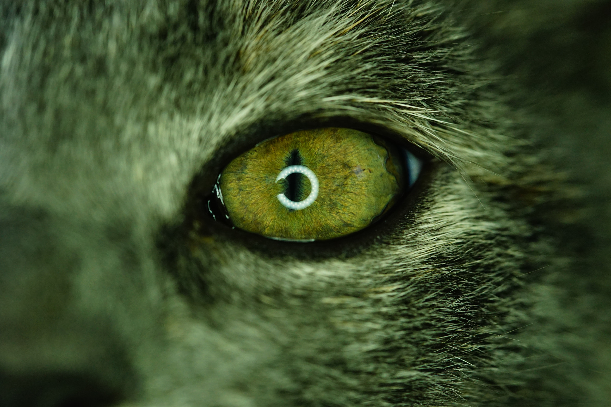 Sony a7 + Sigma AF 105mm F2.8 EX [DG] Macro sample photo. Cat's eyes photography