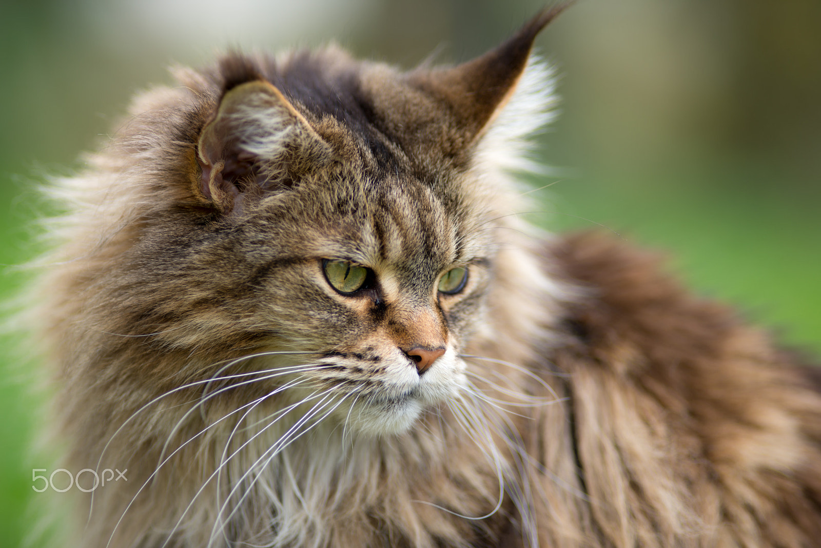 Nikon D600 + Nikon AF Nikkor 180mm F2.8D ED-IF sample photo. Maine coon black tabby photography