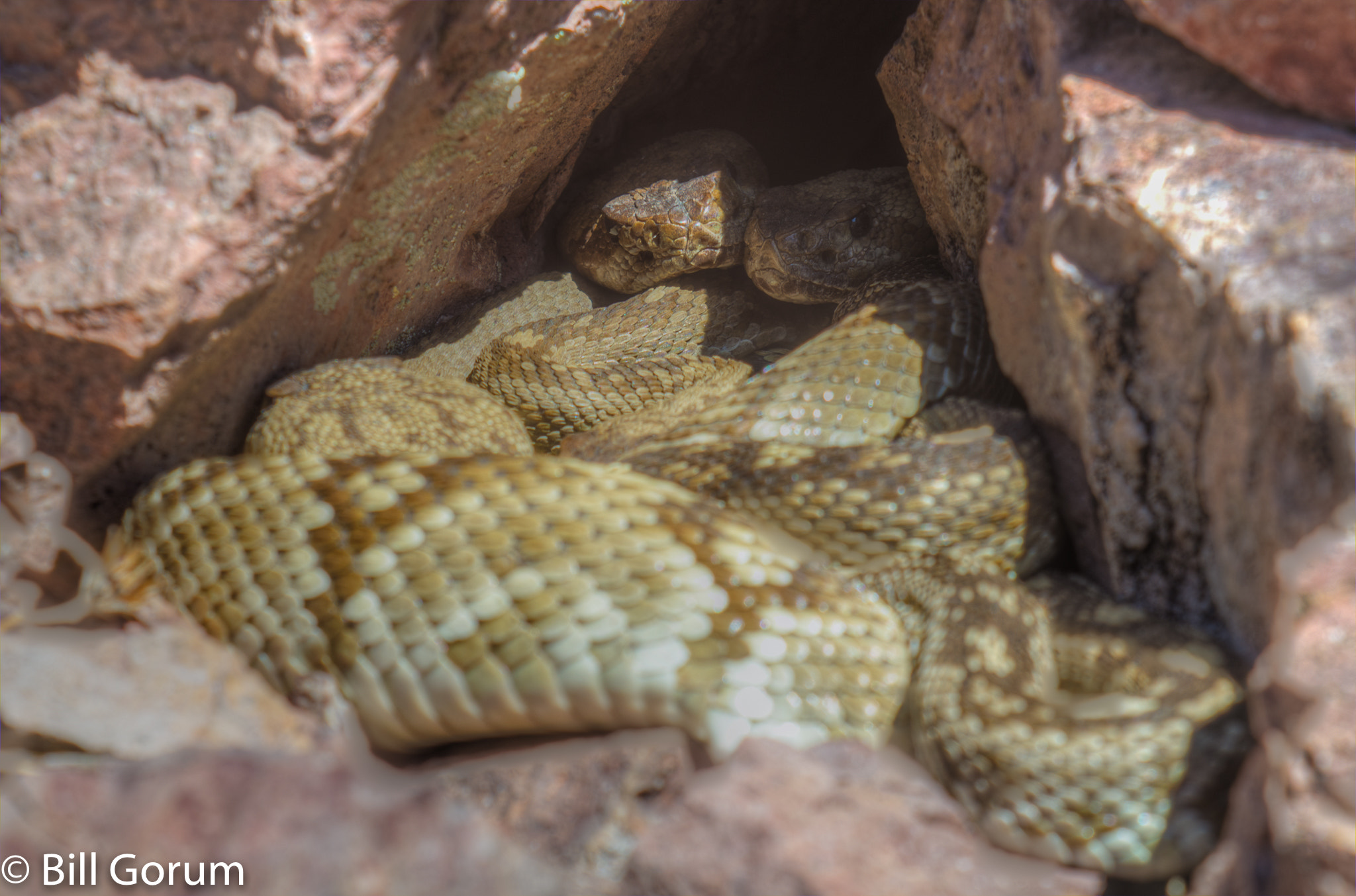 Sigma APO 100-300mm F4 EX IF HSM + 1.4x sample photo. Black-tailed rattlesnakes piled up at a den. photography