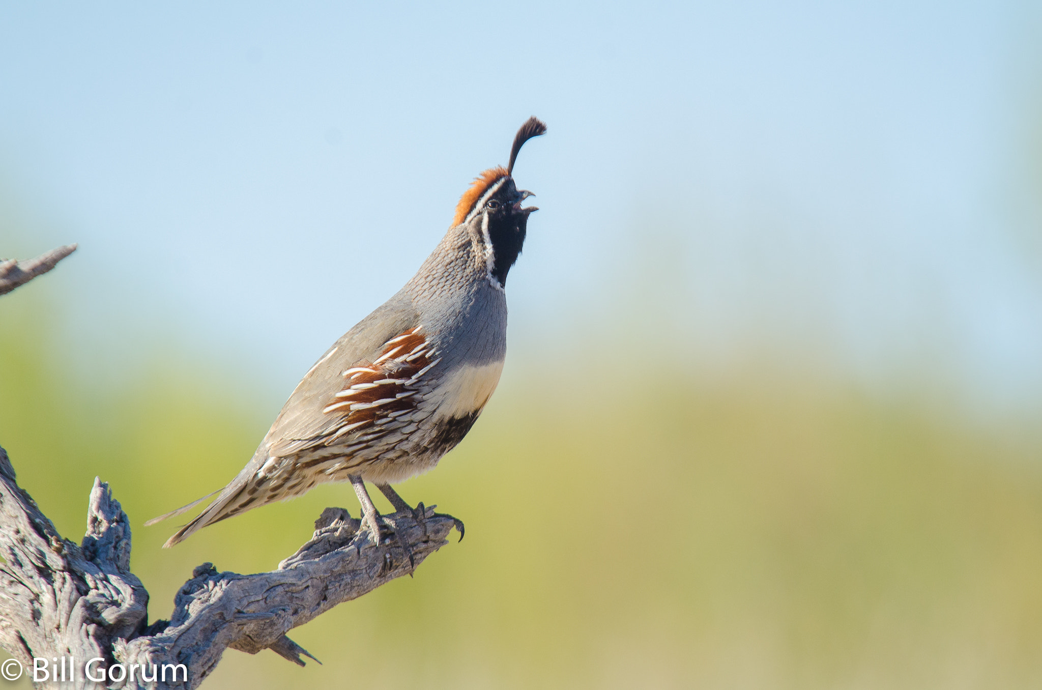 Sigma APO 100-300mm F4 EX IF HSM + 1.4x sample photo. Calling male gambel's quail, (callipepla gambelii) photography