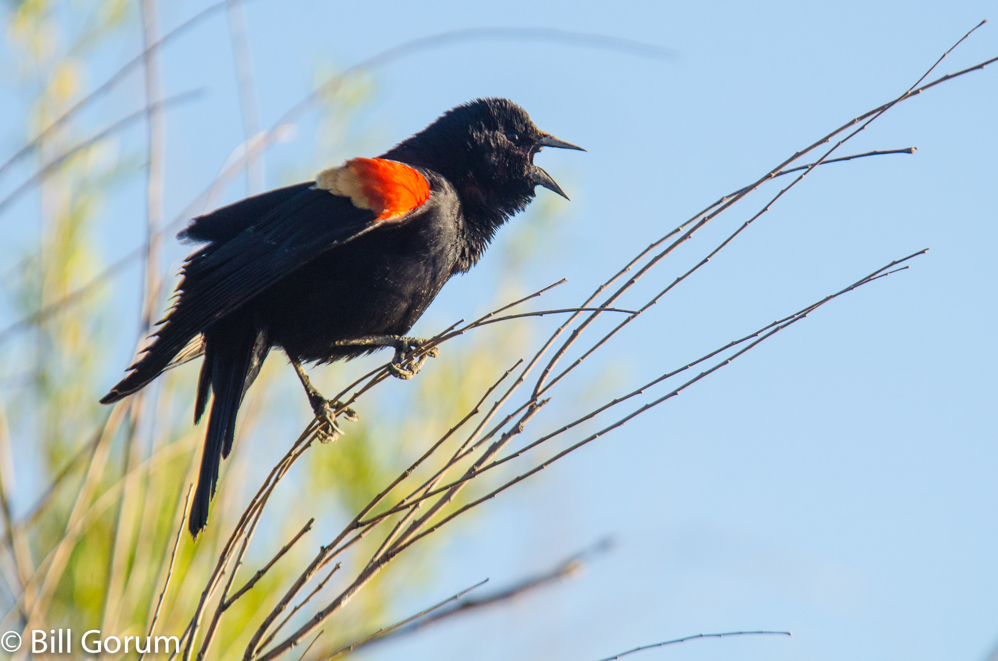 Sigma APO 100-300mm F4 EX IF HSM + 1.4x sample photo. Calling male red-winged blackbird. photography