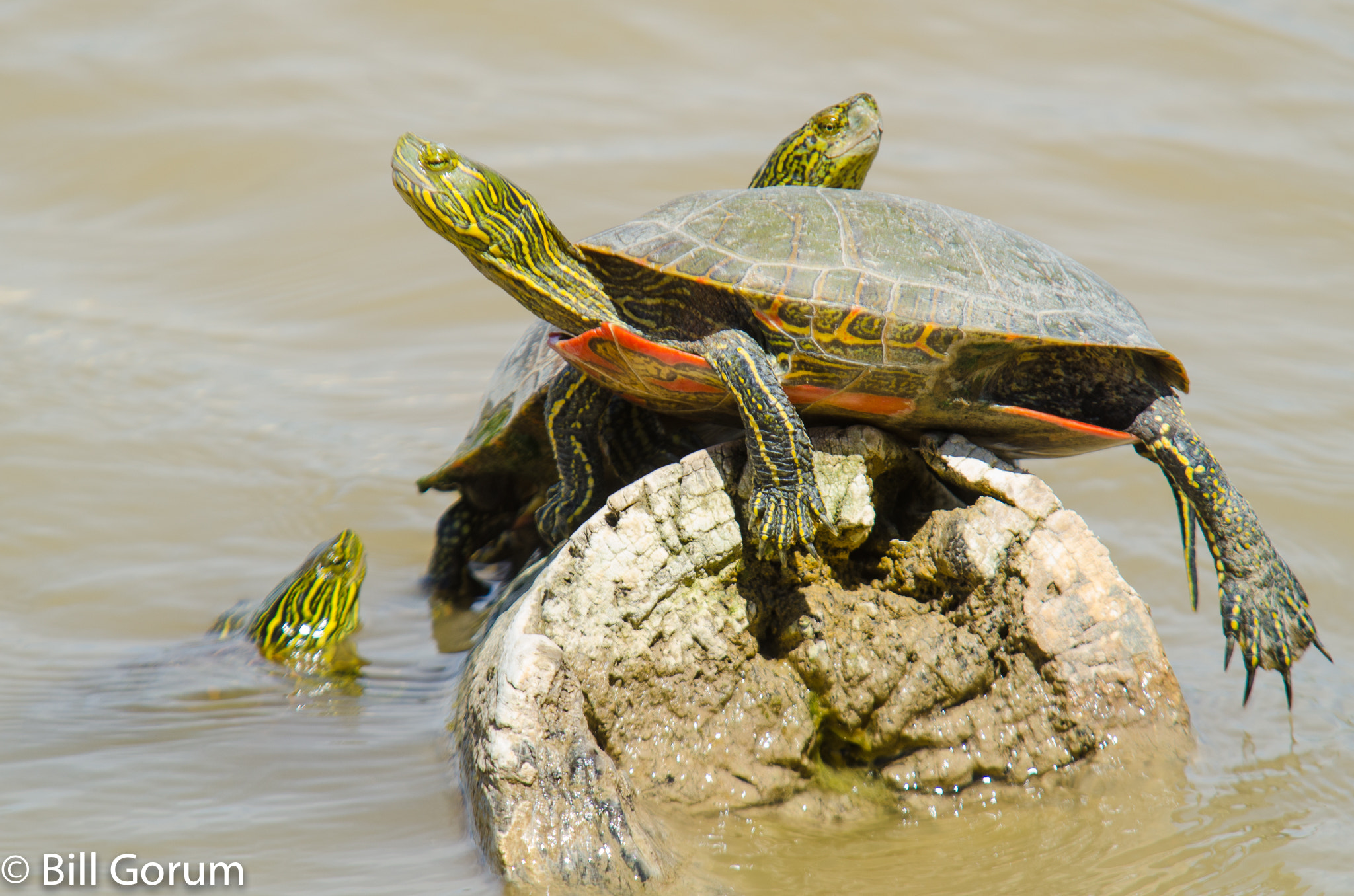 Sigma APO 100-300mm F4 EX IF HSM + 1.4x sample photo. Western painted turtles, (chrysemys picta belli). photography