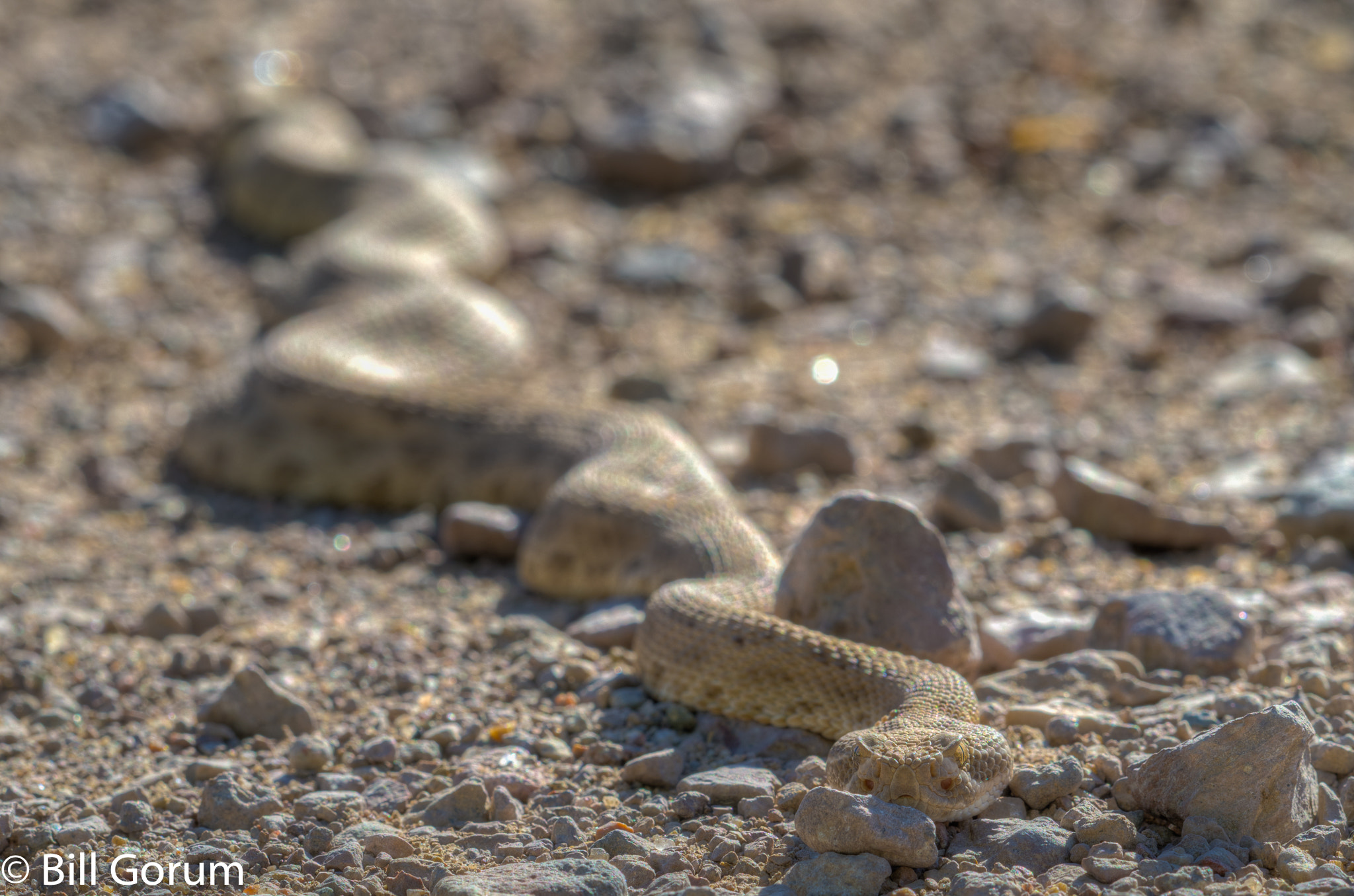 Sigma 150mm F2.8 EX DG Macro HSM sample photo. Prairie rattlesnake, (crotalus viridis), crawling. photography