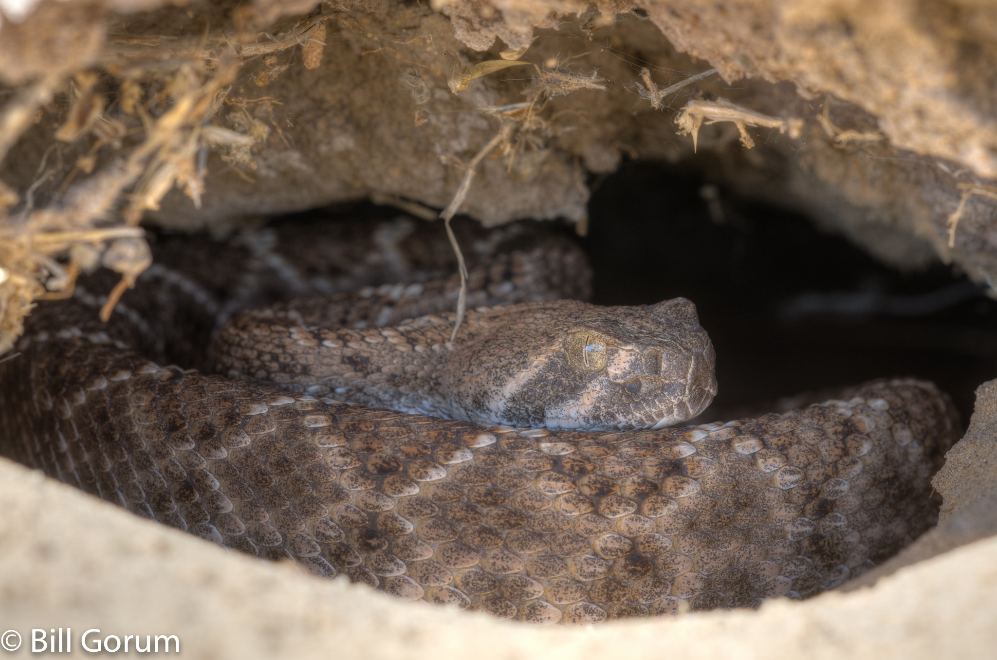 Sigma 150mm F2.8 EX DG Macro HSM sample photo. Western diamond-backed rattlesnake, crotalus atrox photography