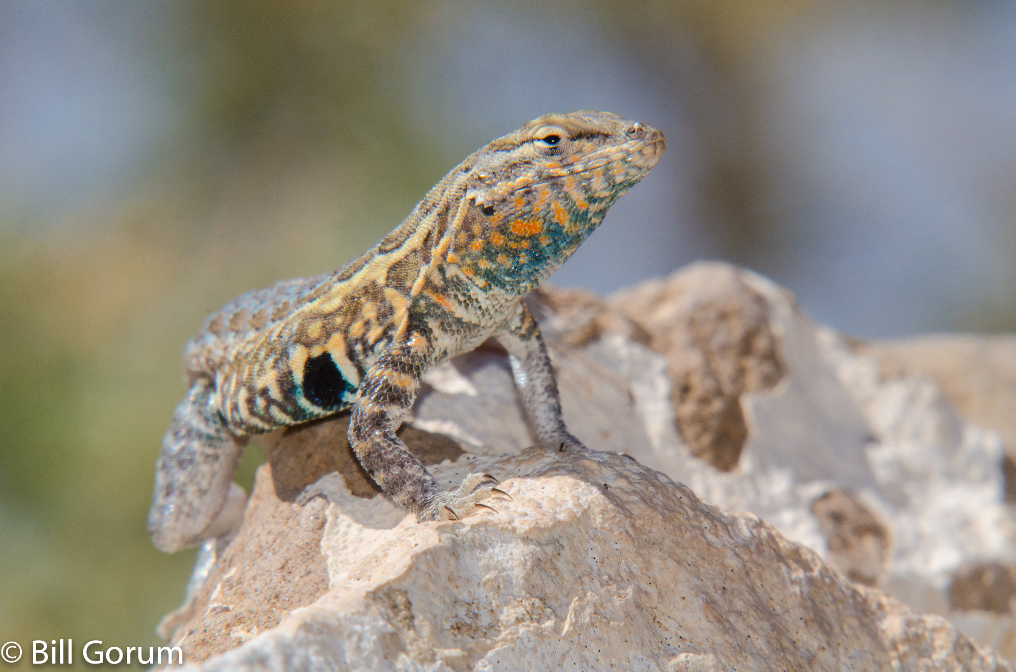 Sigma APO 100-300mm F4 EX IF HSM + 1.4x sample photo. Adult male eastern side-blotched lizard. photography