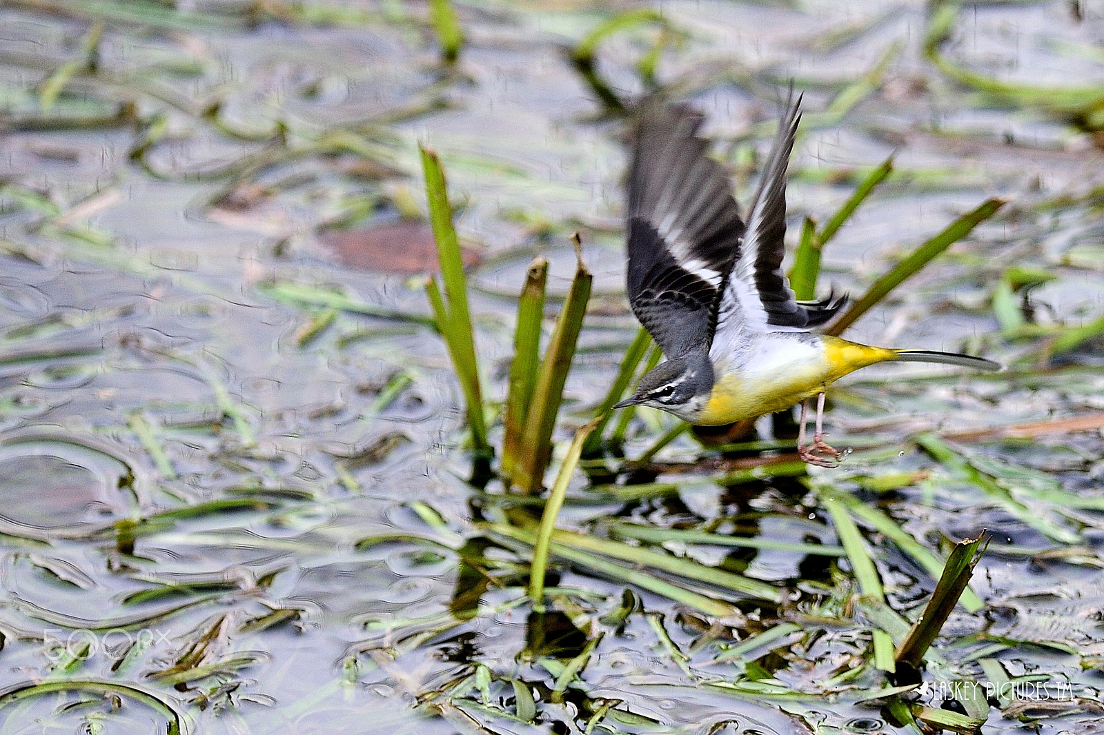 Nikon AF-S Nikkor 300mm F2.8G ED-IF VR sample photo. Japanese wagtail photography