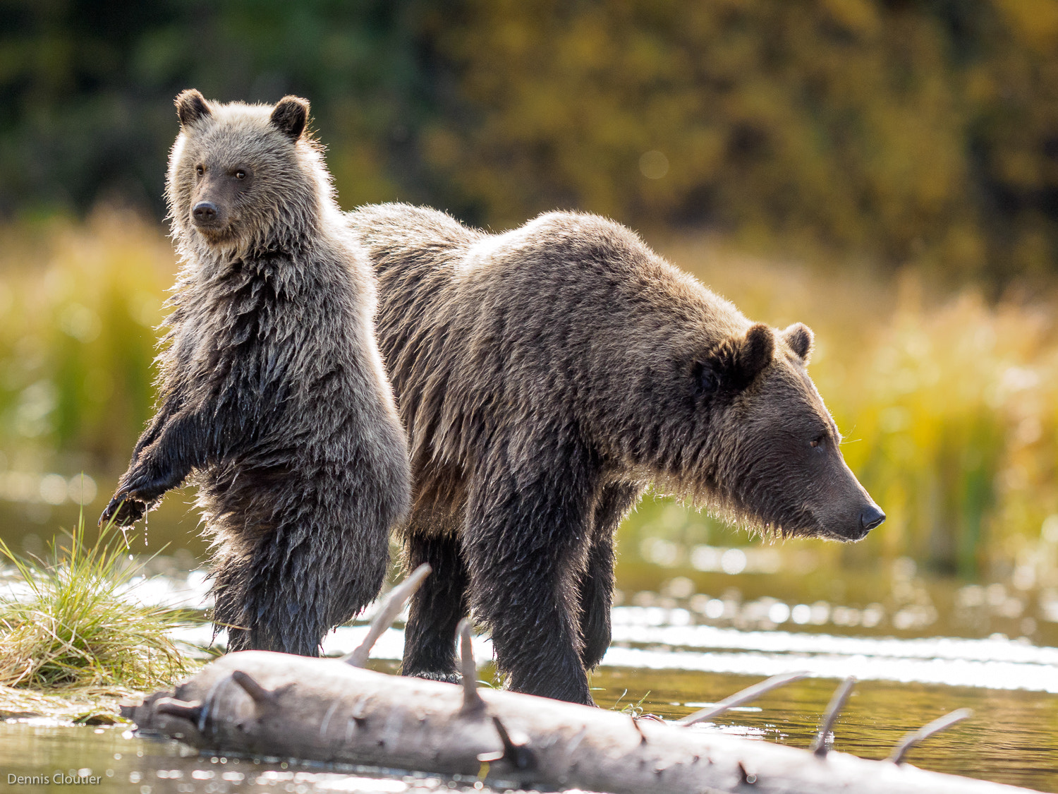 Olympus OM-D E-M1 + OLYMPUS 300mm Lens sample photo. Grizzly cub on watch photography
